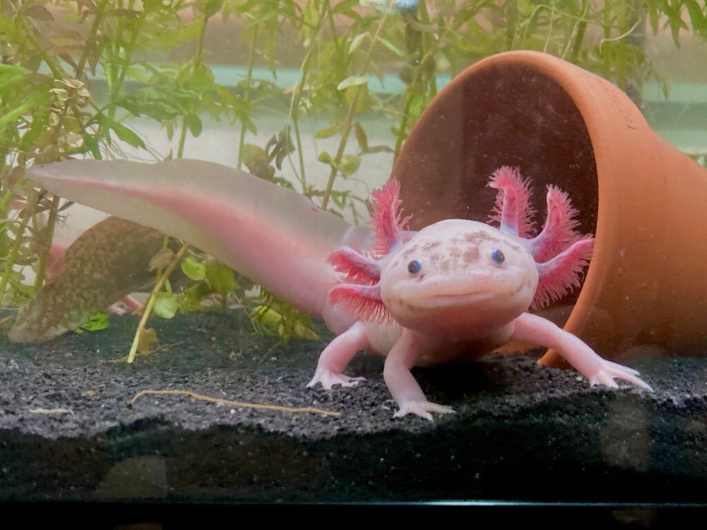 1024x768 Axolotl Animal Facts