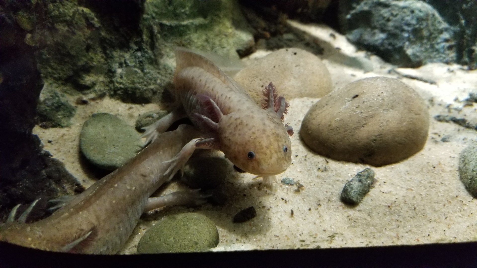 1920x1080 Electric City, Ambystoma