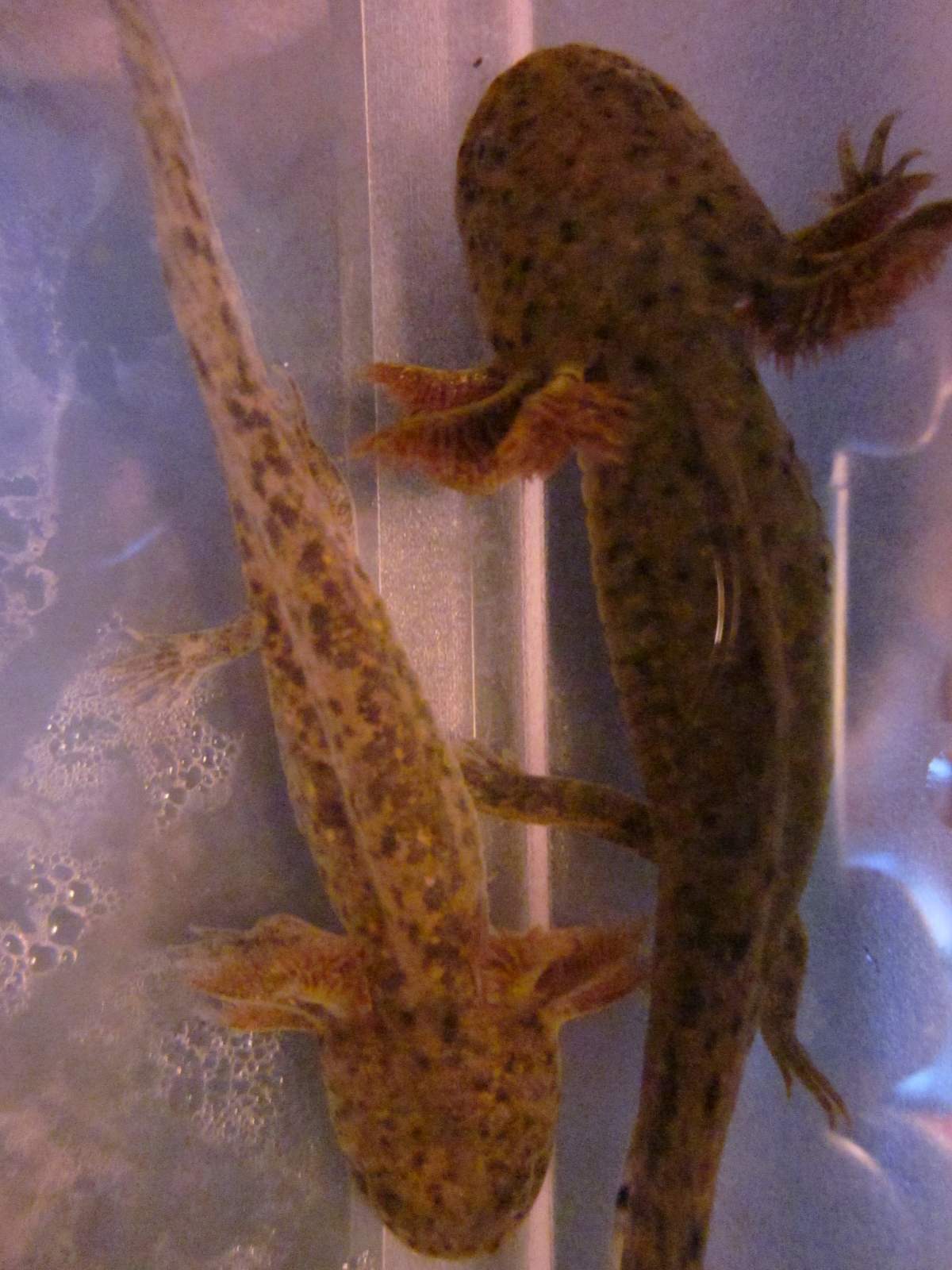 1200x1600 Hybrid Ambystoma mexicanum x Ambystoma