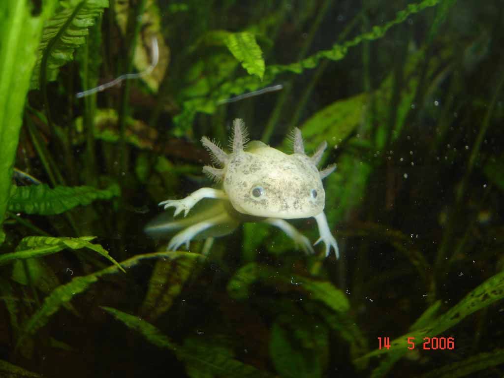 1024x768 Ambystoma mexicanum mai