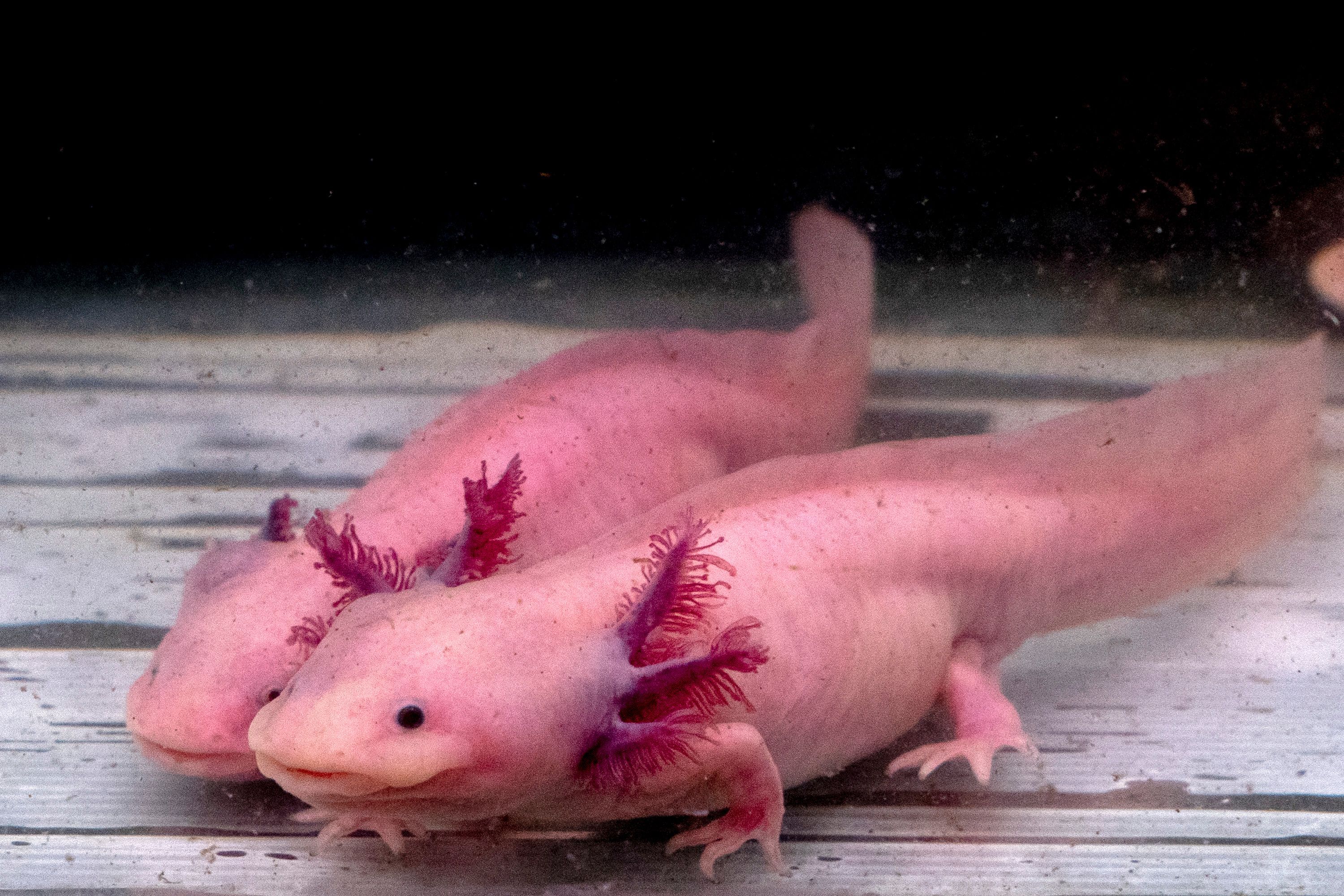 3000x2000 Axolotls can regenerate their brains