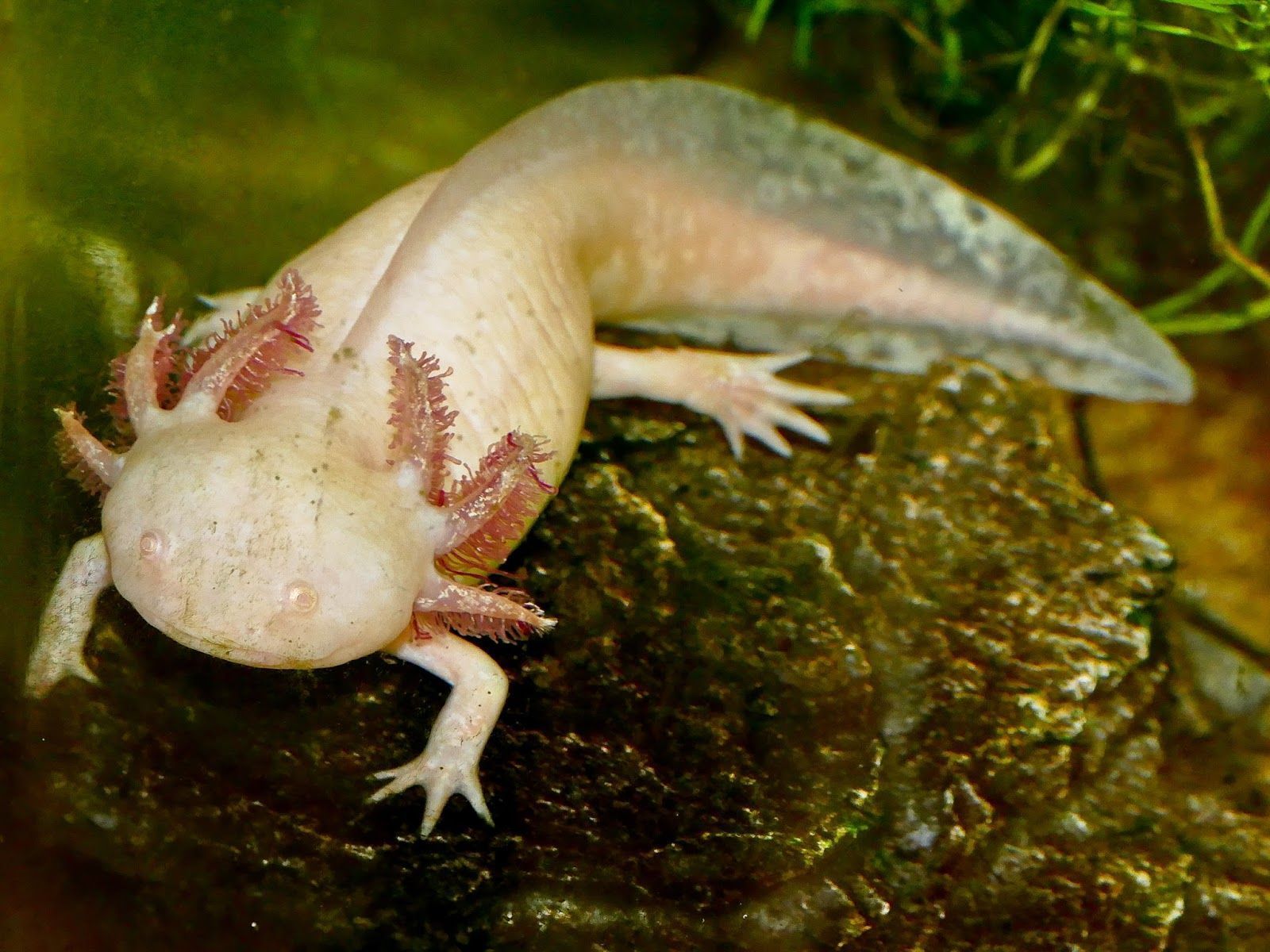 1600x1200 My female Axolotls Ambystoma mexicanum