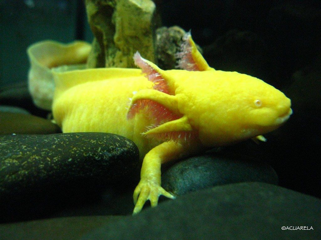 1024x768 Axolotl (Ambystoma mexicanum). Parque
