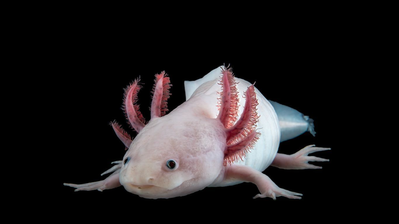 1366x768 genome of a regenerating salamander
