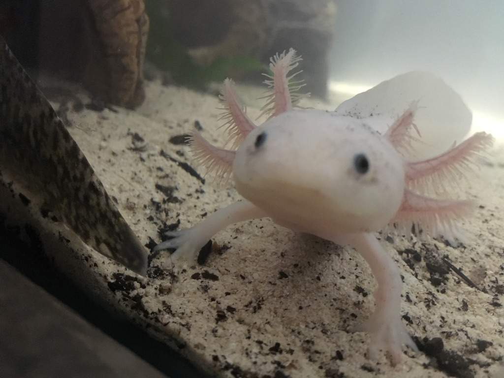 1024x768 Axolotl Common Knowlage