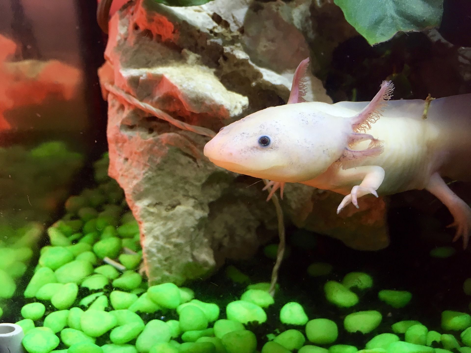 1920x1440 The Regenerative Axolotl