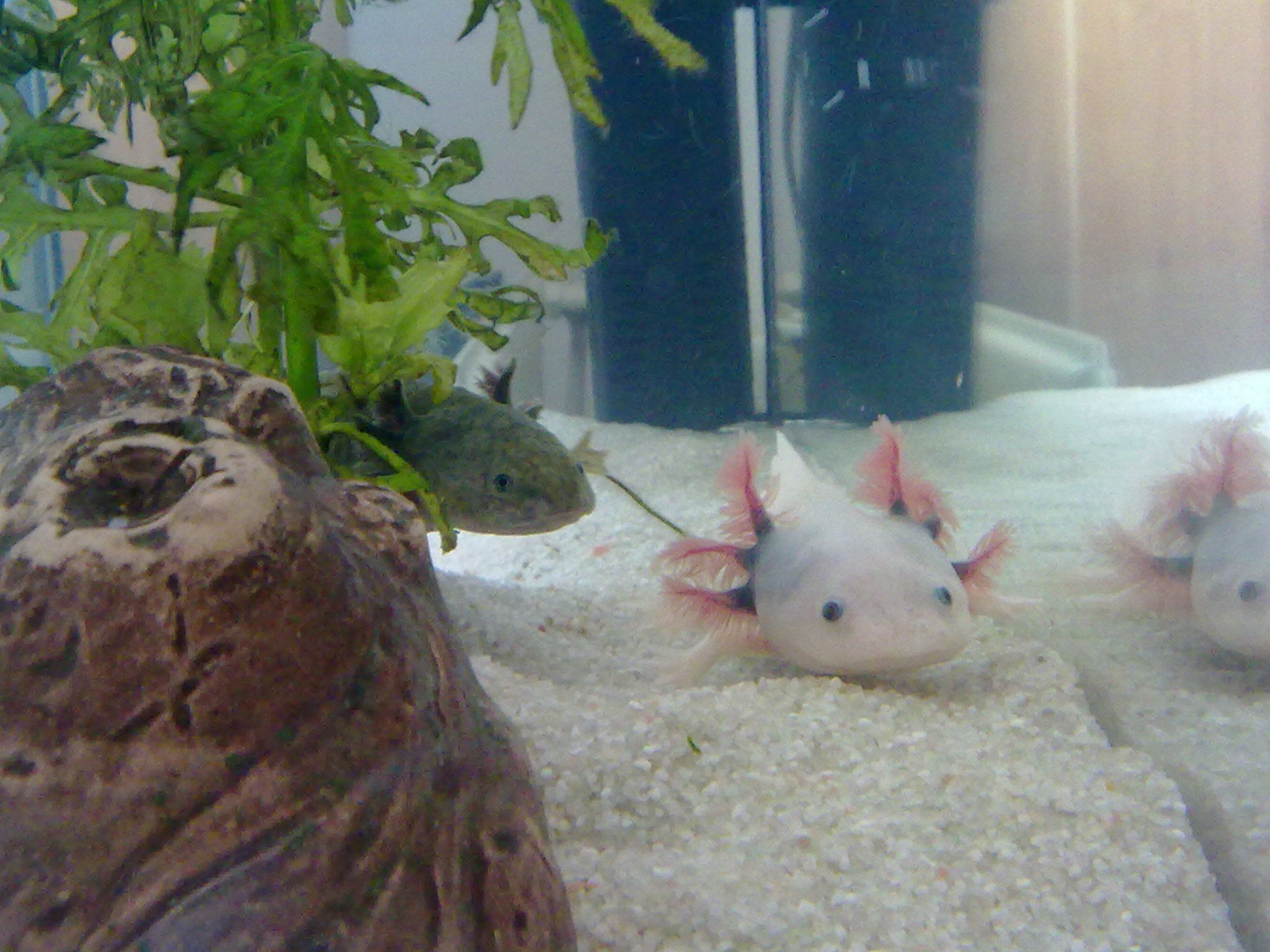 2048x1536 Ambystoma mexicanum (Axolotl)