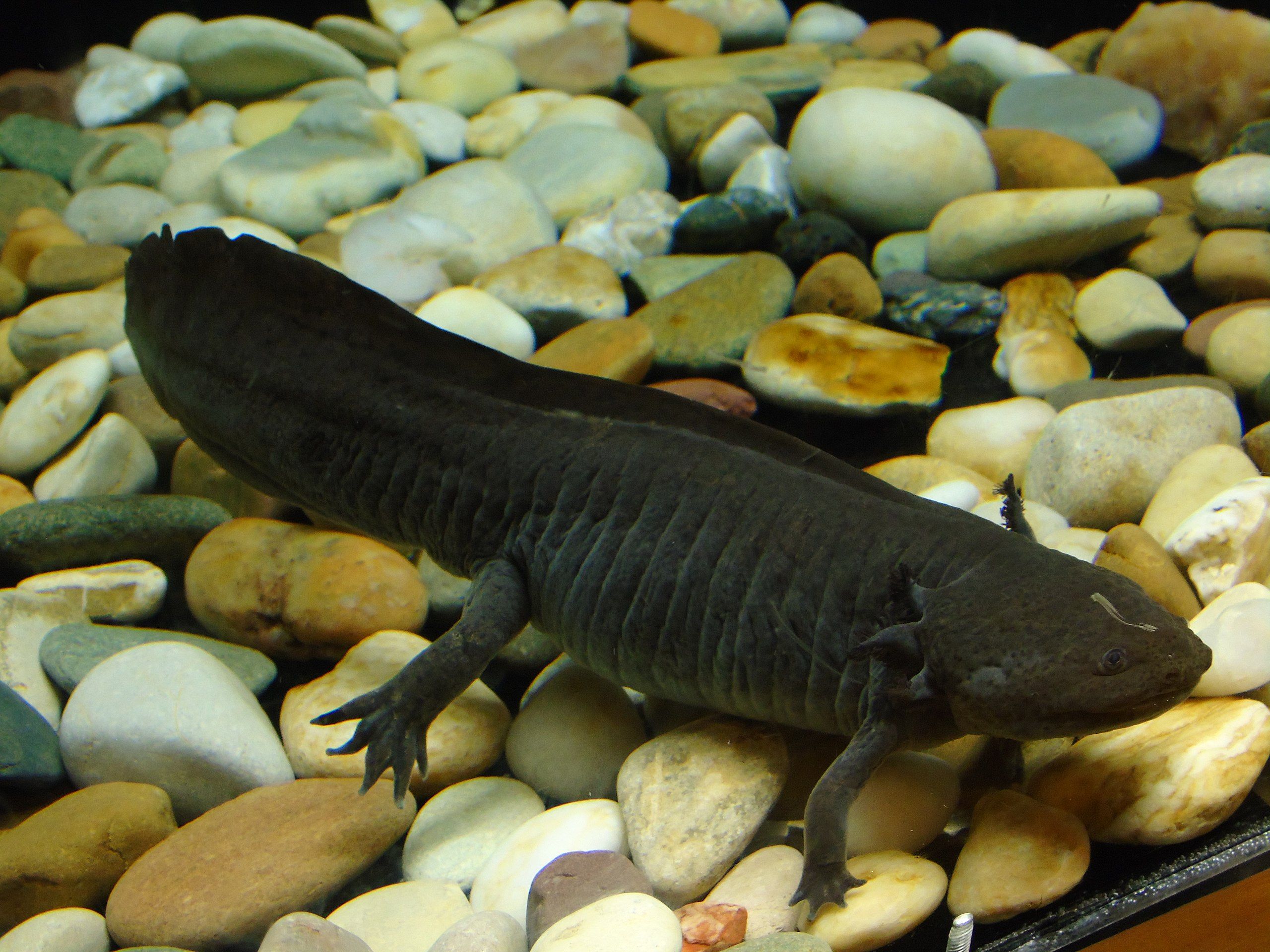 2560x1920 Ambystoma mexicanum.003