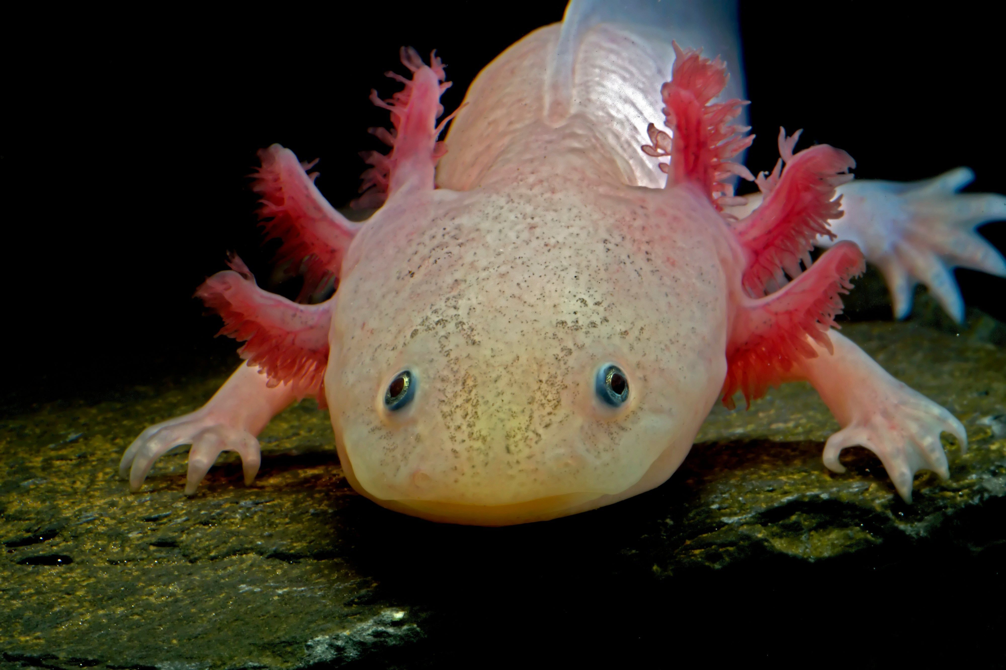 4000x2666 Biology's Beloved Amphibian-the