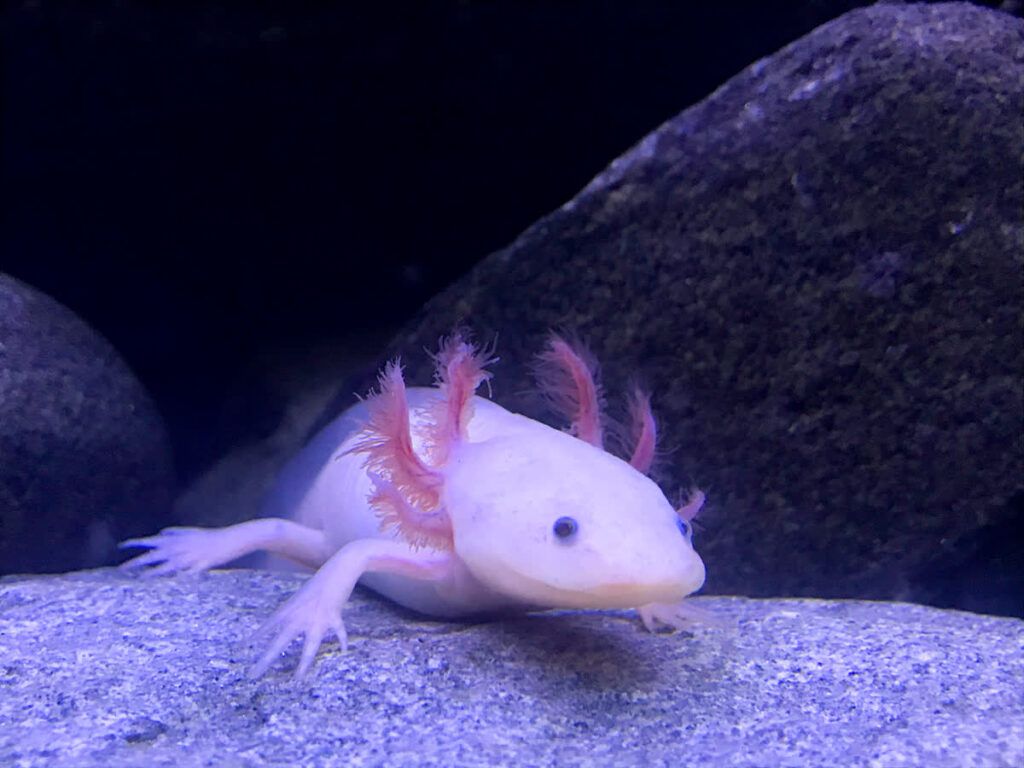 1024x768 Axolotl. Mote Marine Laboratory & Aquarium