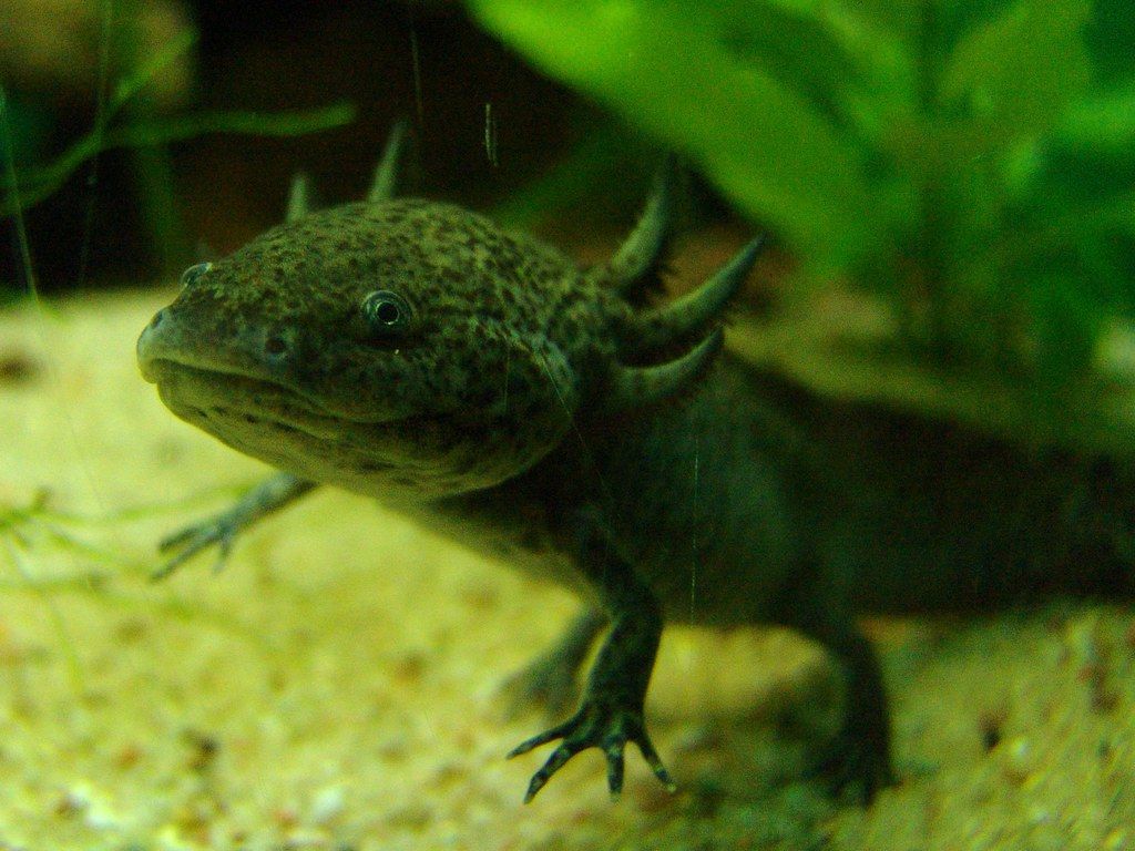 1024x768 ambystoma mexicanum. gebloggt Axolotl
