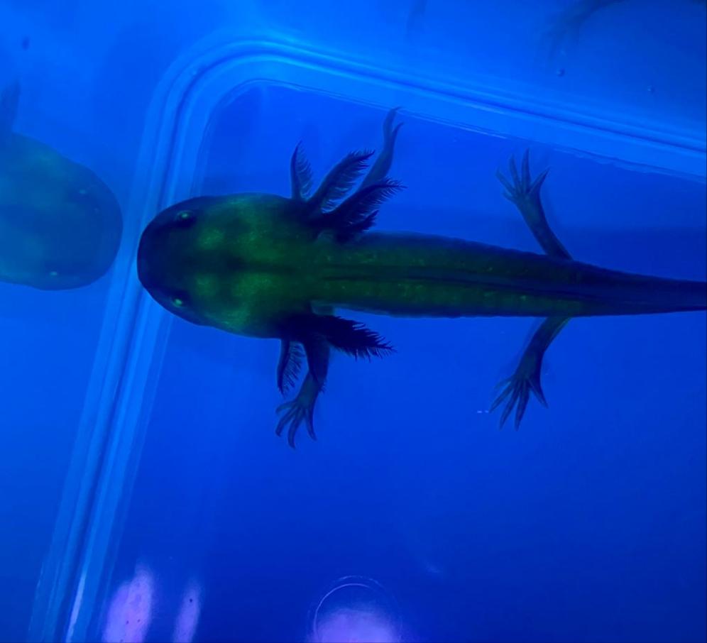 996x906 Melanistic GFP Axolotl Ambystoma