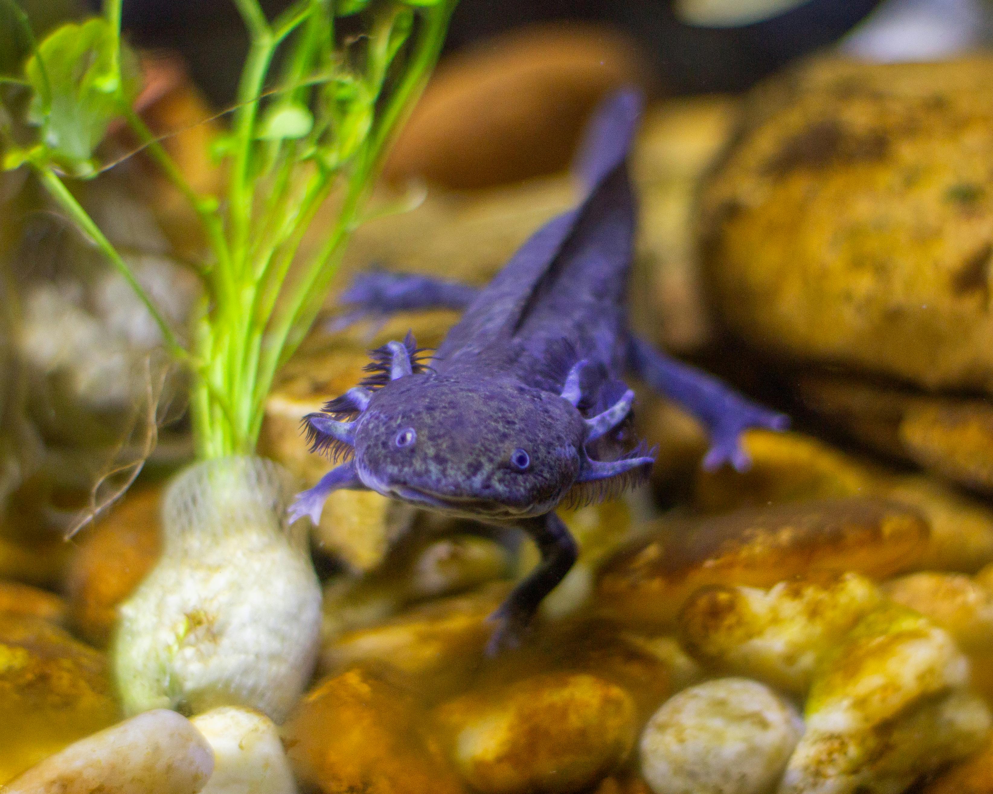 3289x2631 Purple Tropical Axolotl · Free