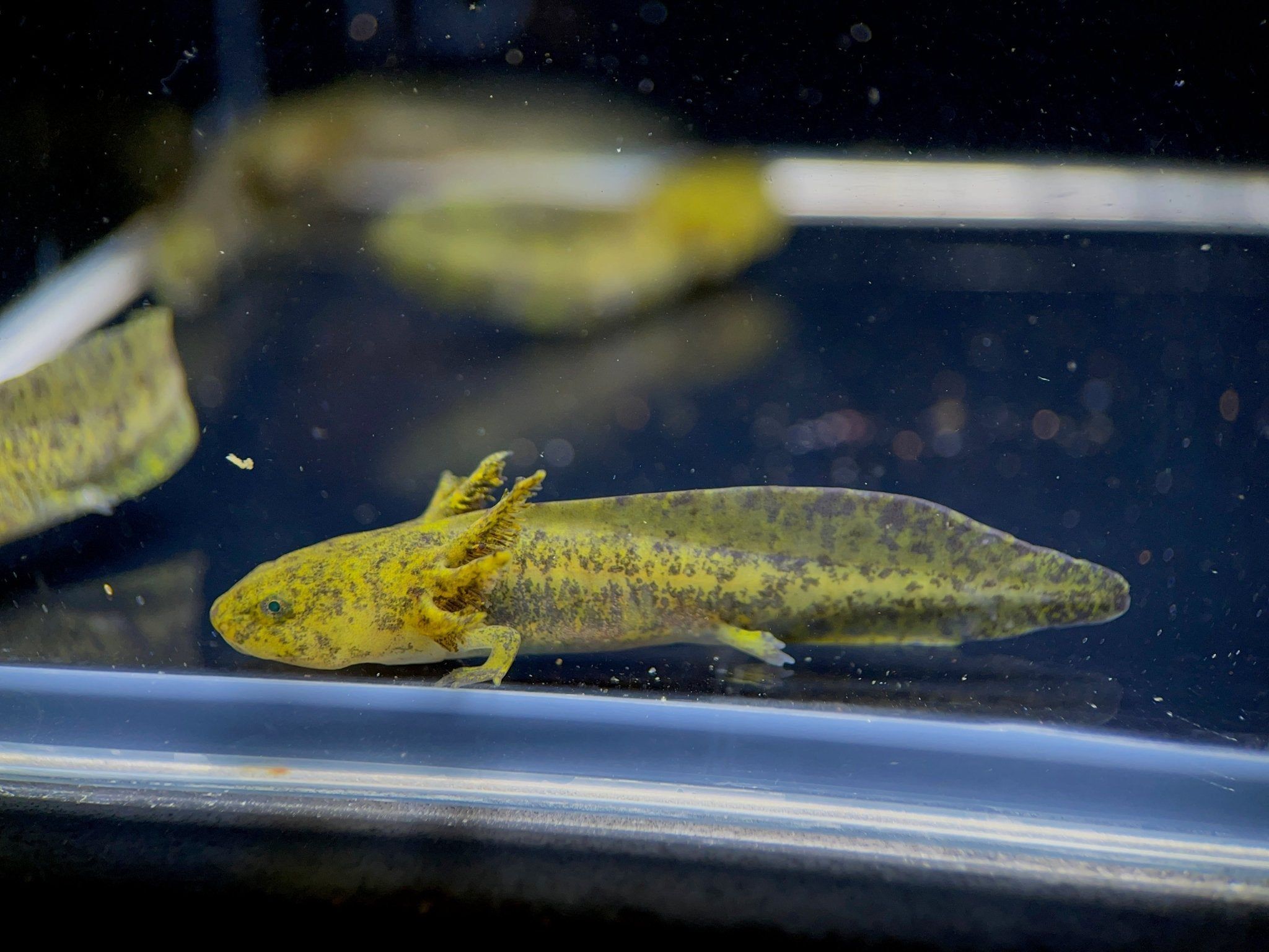 2048x1536 Hybrid Andersoni Axolotl
