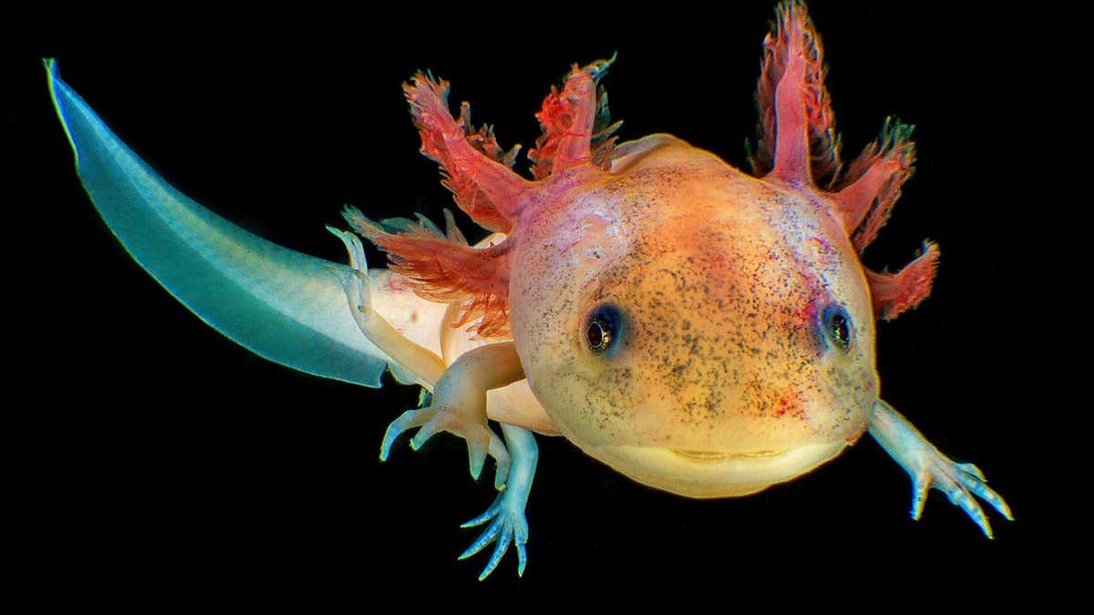1200x675 biological clocks and stop ageing