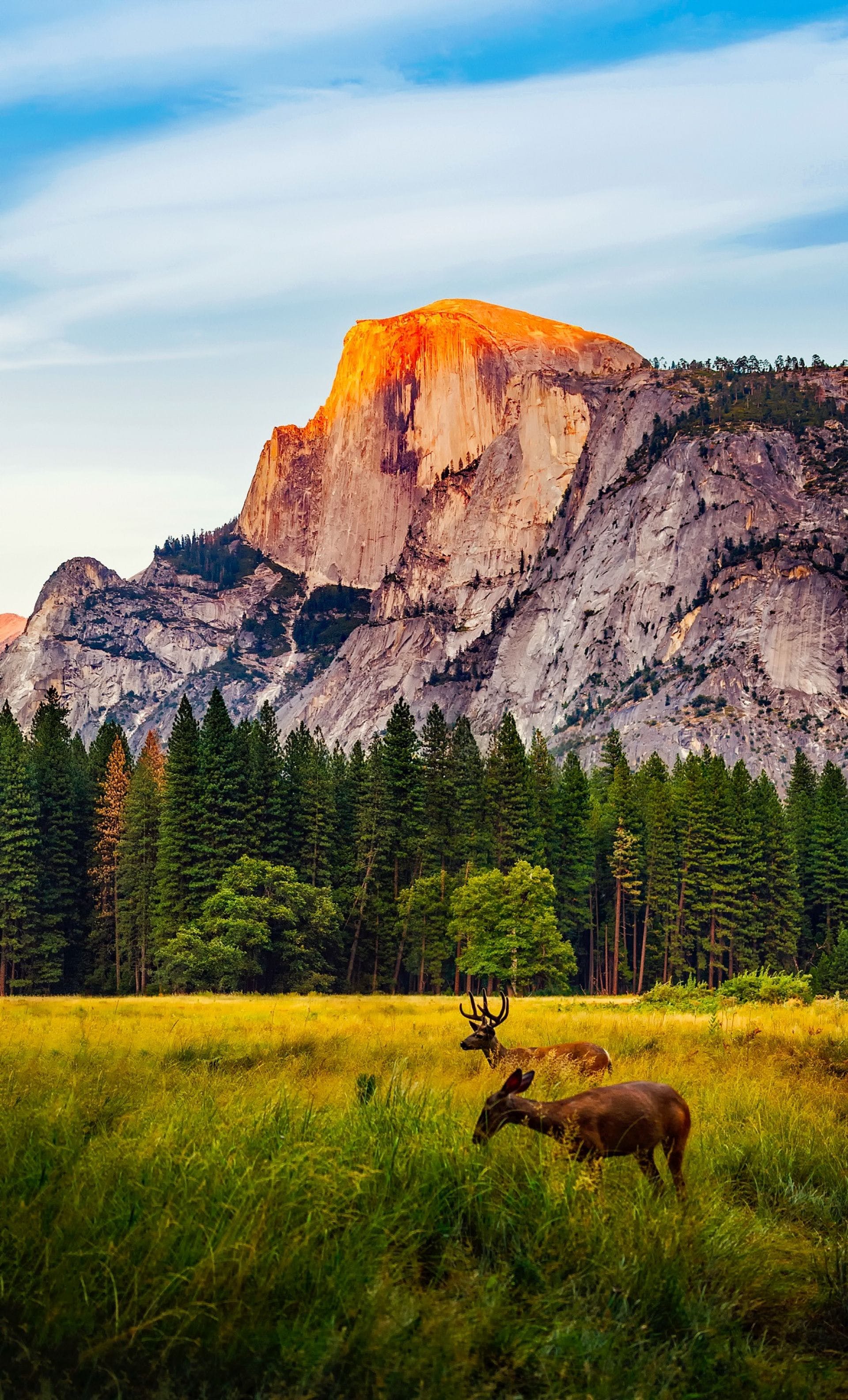 1920x3169 HD Yosemite National Park Wallpaper
