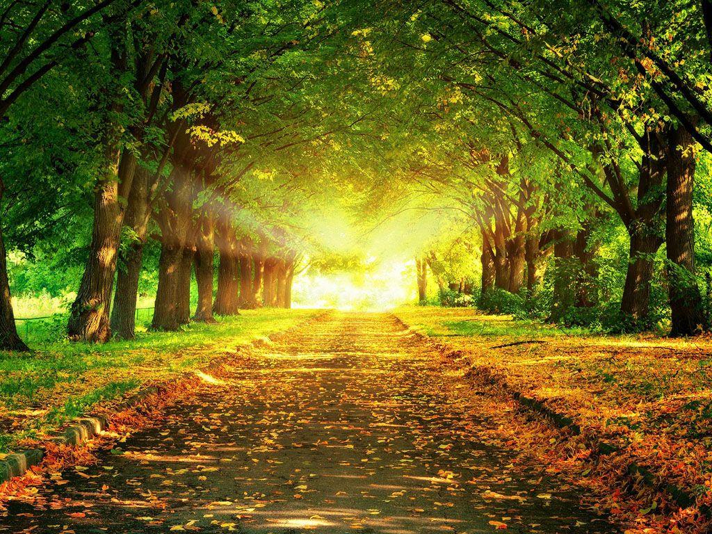 Park Wallpapers - Top Free Park Backgrounds - WallpaperAccess