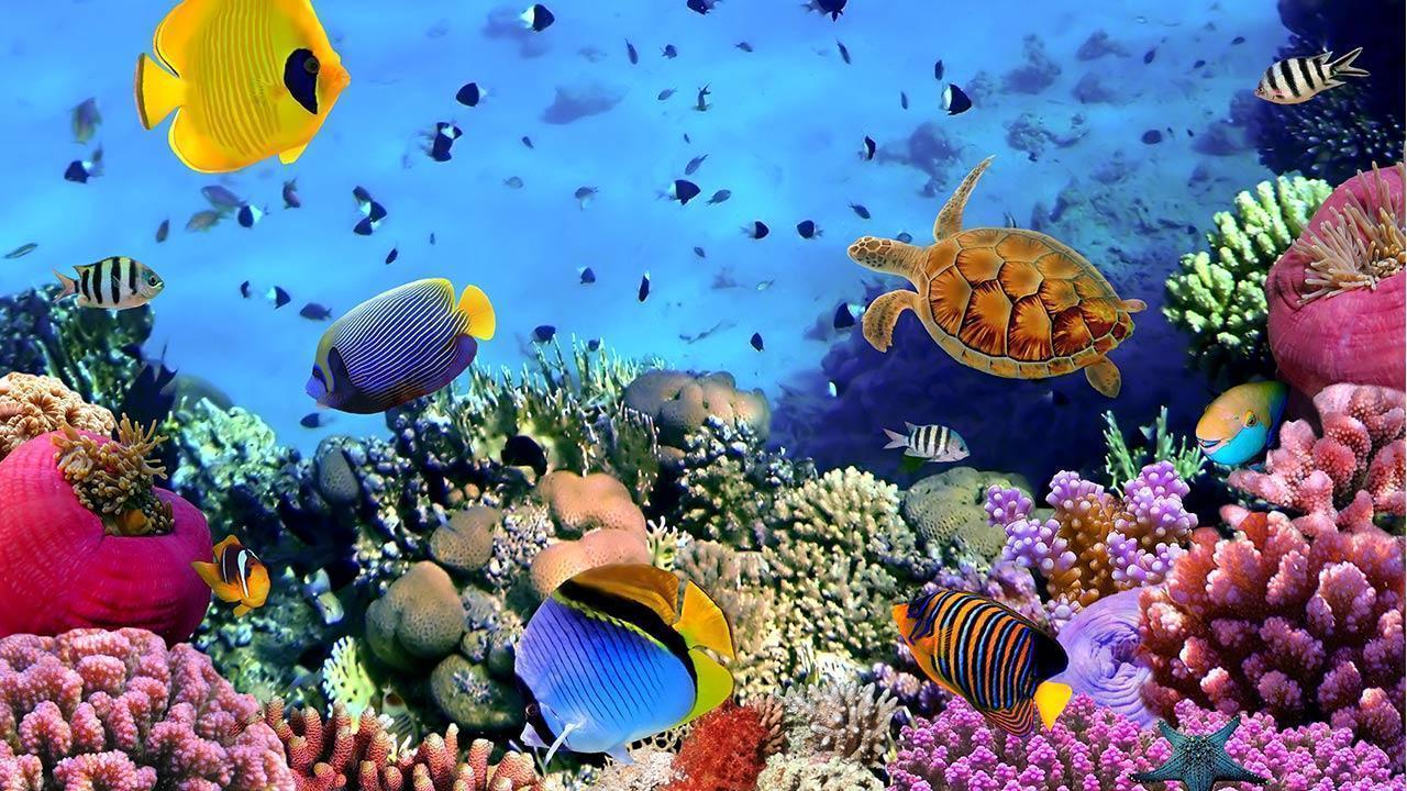 Sea Animals Wallpapers - Top Free Sea Animals Backgrounds - WallpaperAccess