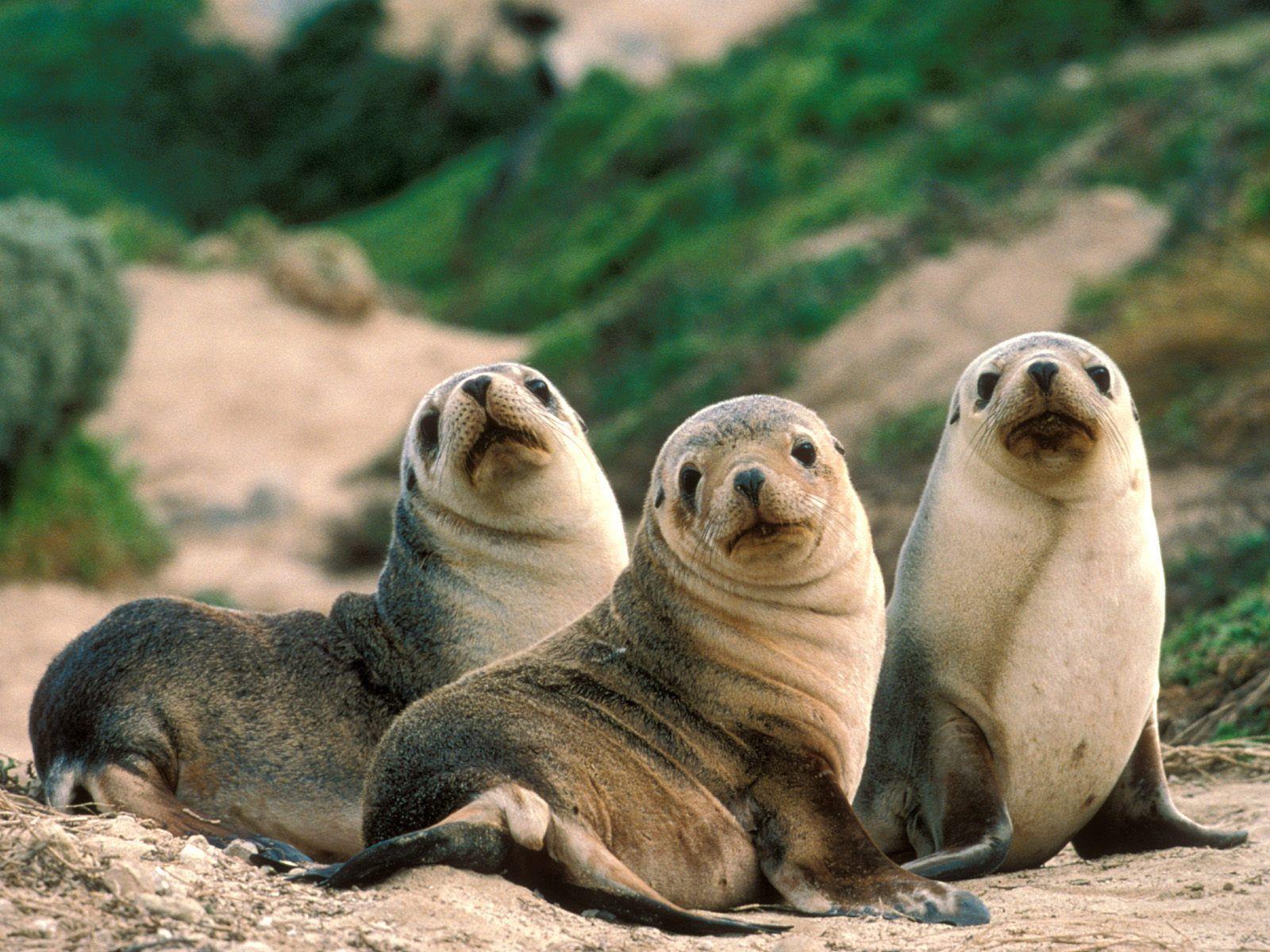 1600x1200 animal Rights Wallpaper