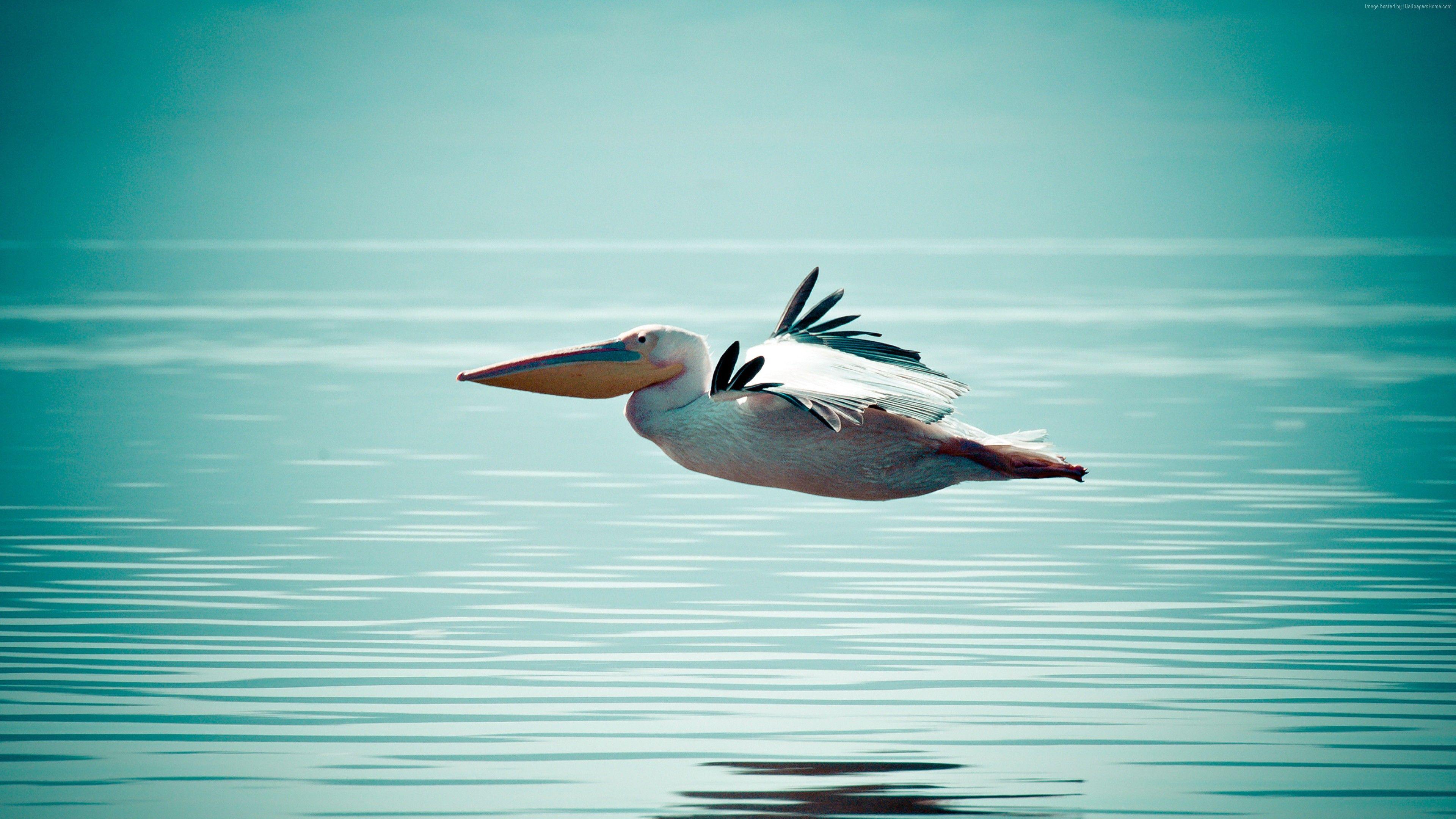 3840x2160 Wallpaper Pelican, flight, ocean, sea, Animals Wallpaper