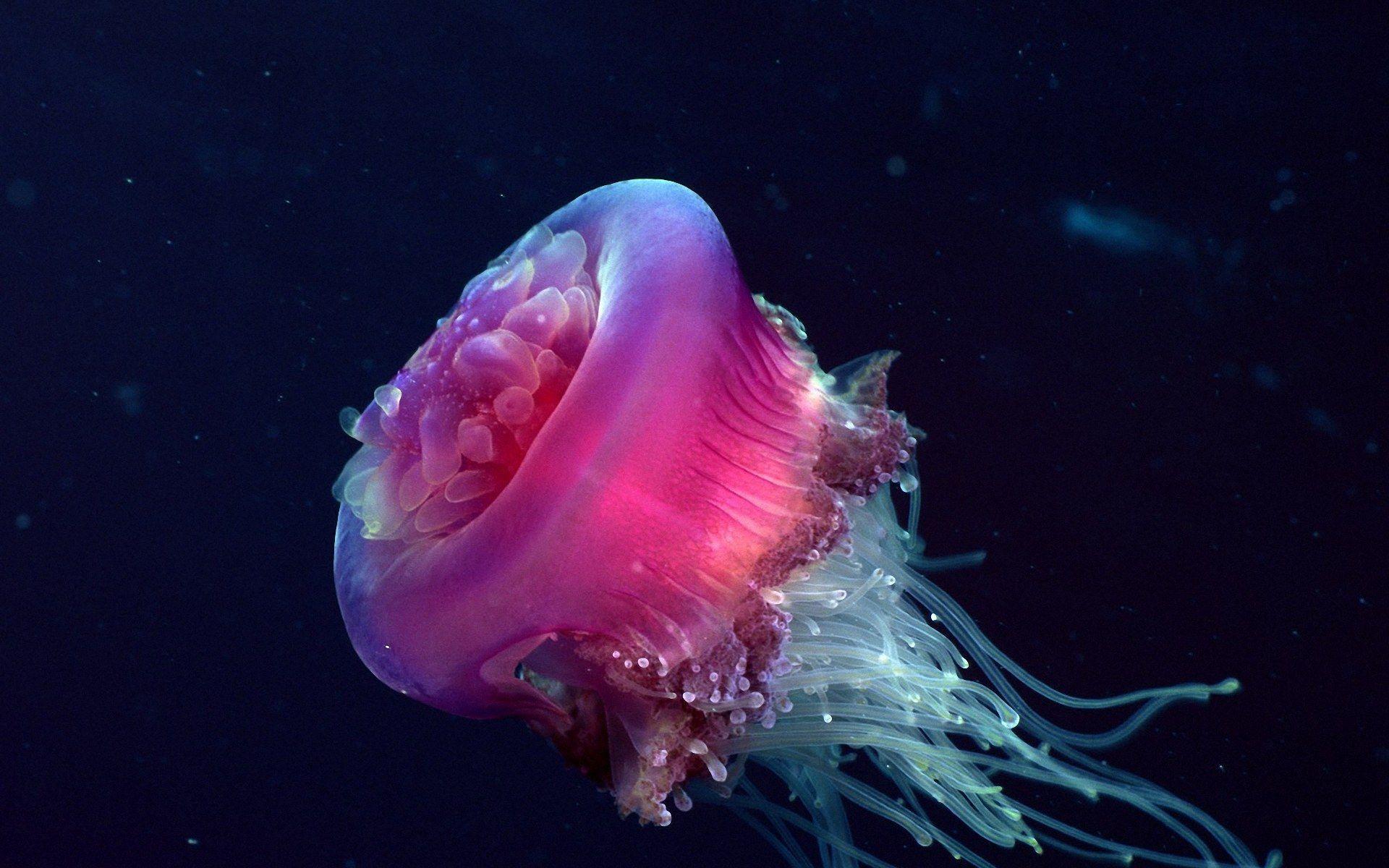 1920x1200 Inspirational Rare Sea Animals
