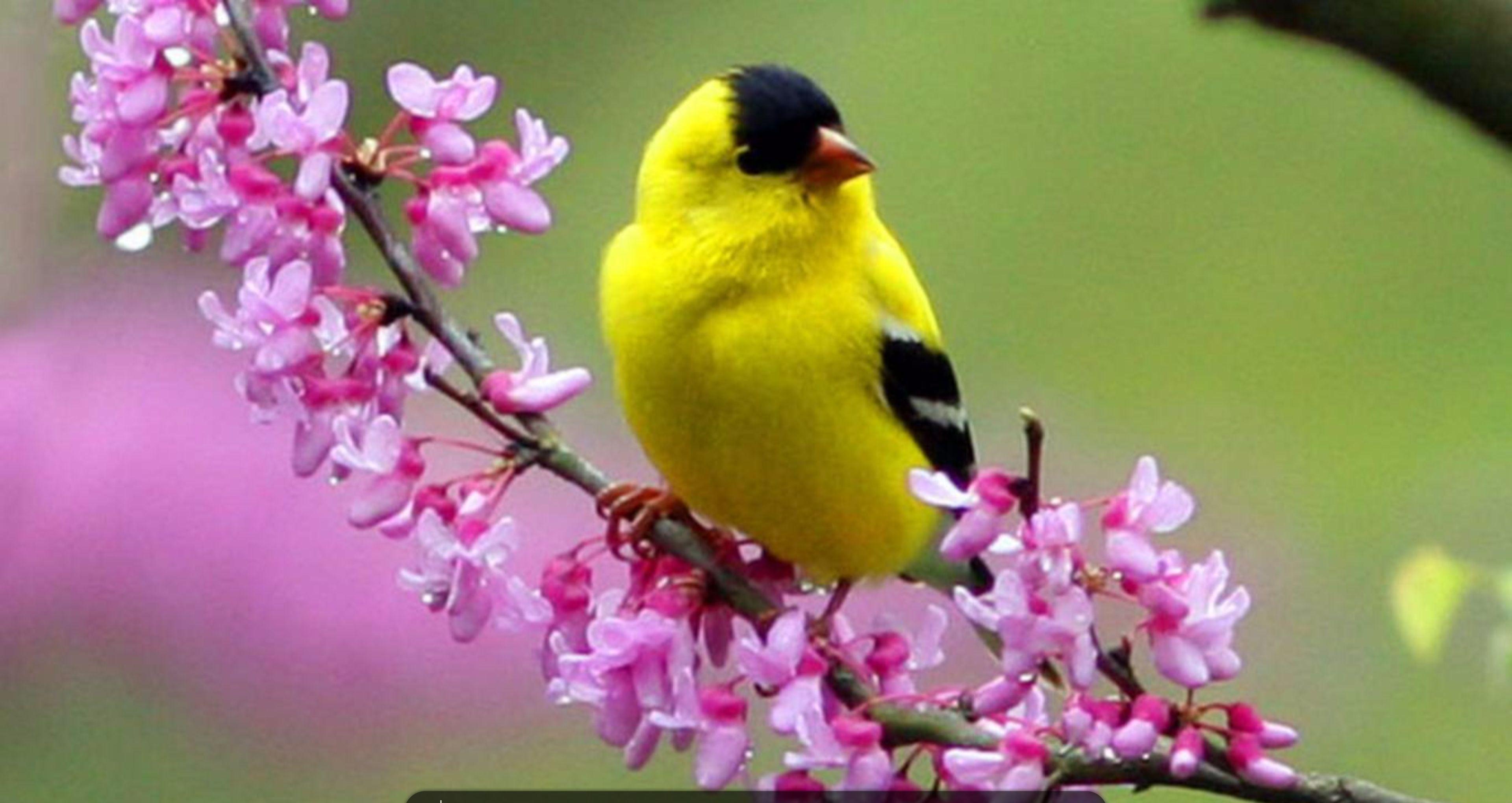 Premium AI Image  Photo of beautiful birds on branches wallpapers