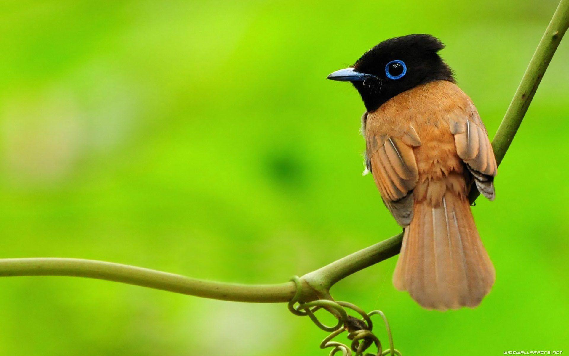1920x1200 Free download Desktop bird wallpaper HD Wallpaper