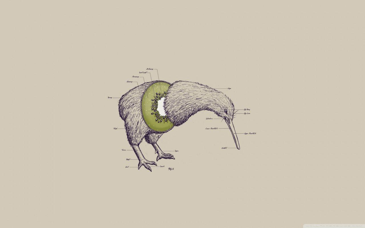 1280x800 Kiwi Bird ❤ 4K HD Desktop Wallpaper for 4K Ultra HD TV