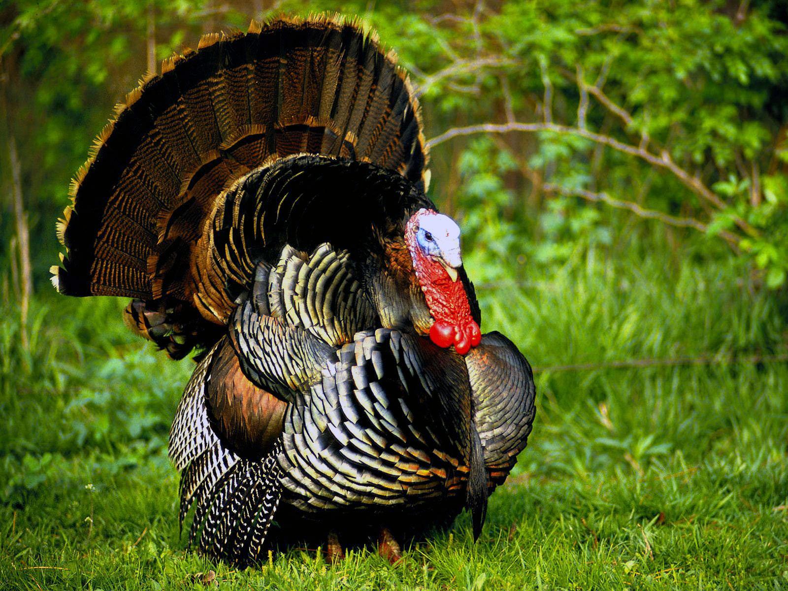 1600x1200 Fantastic HD Turkey Bird Wallpaper