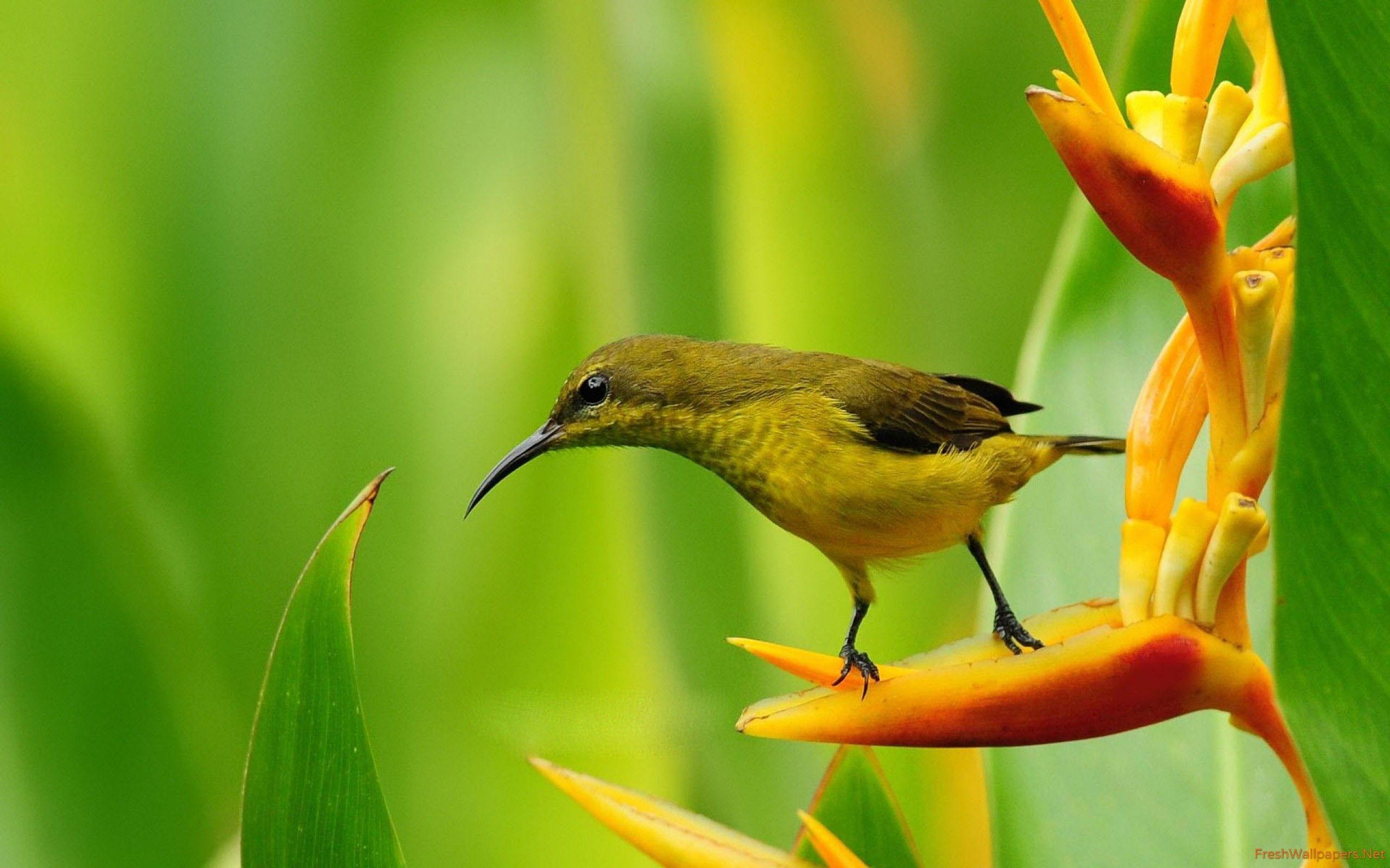 2560x1600 Bird wallpaper