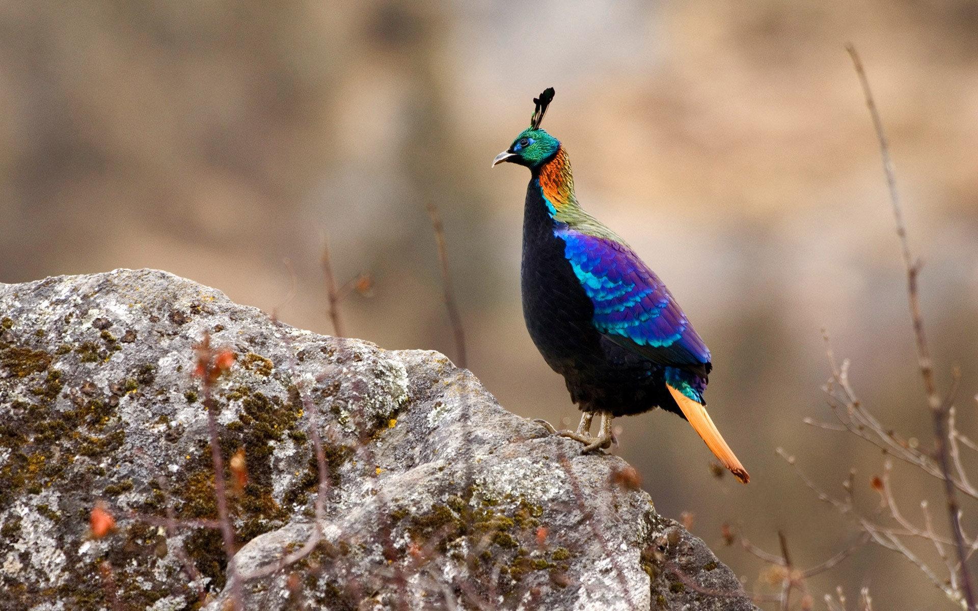 1920x1200 Nepal wallpaper HD for desktop background