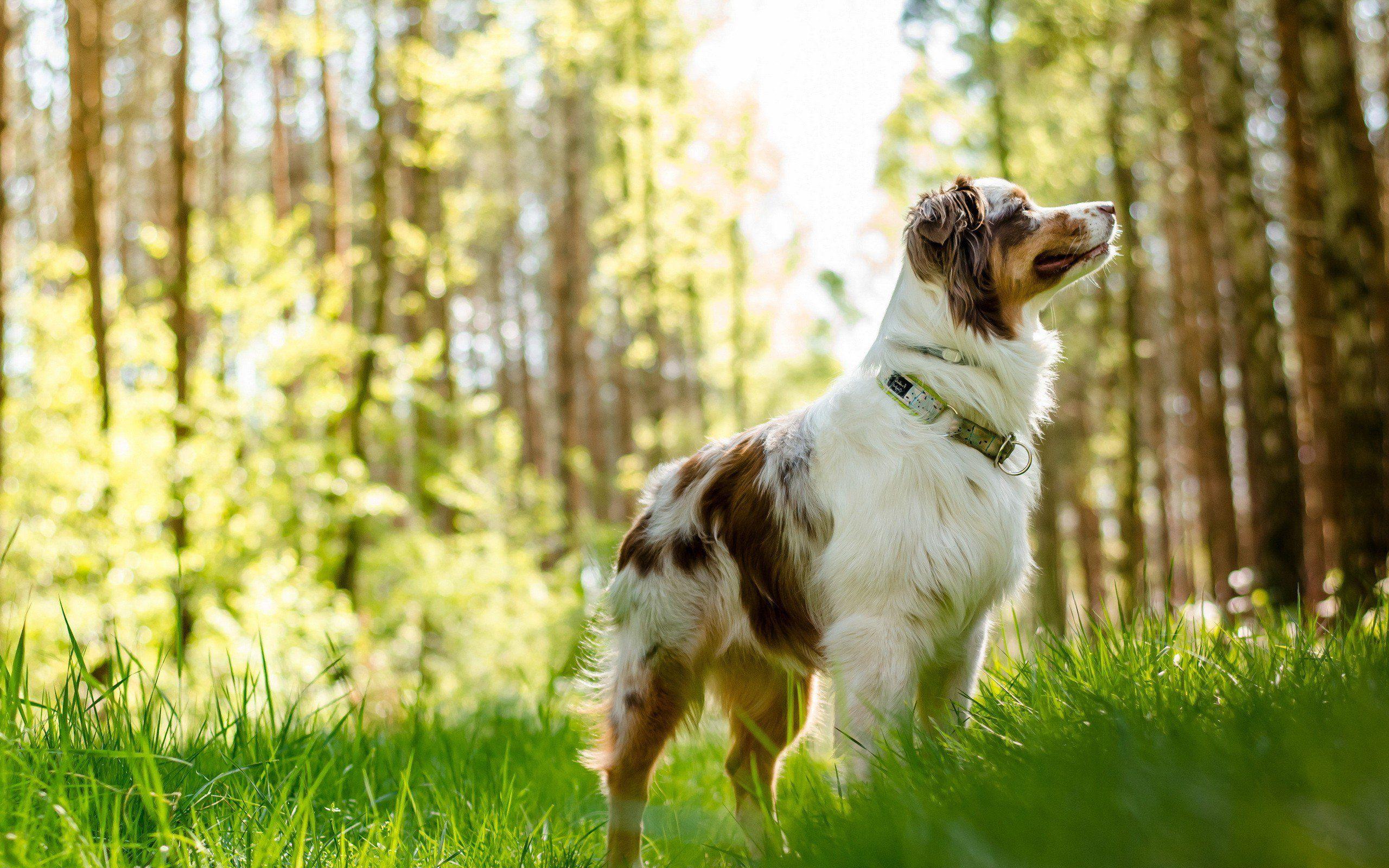 2560x1600 Australian Shepherd, HD Animals, 4k Wallpaper, Image