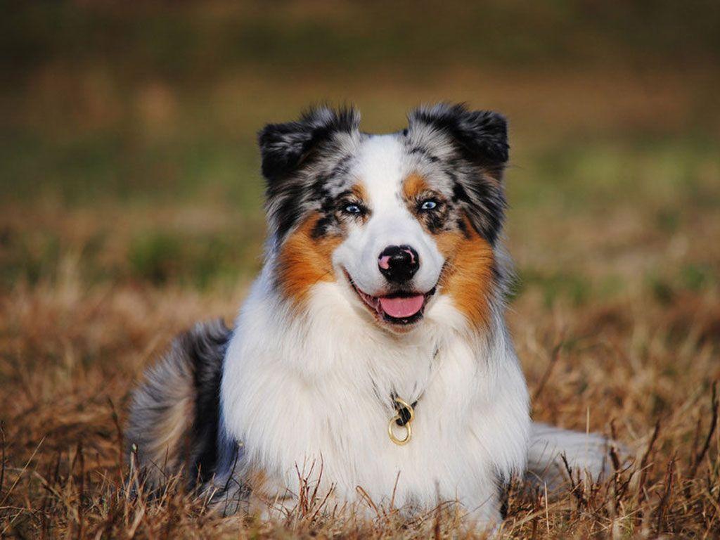 Australian Shepherd Wallpapers - Top Free Australian Shepherd ...