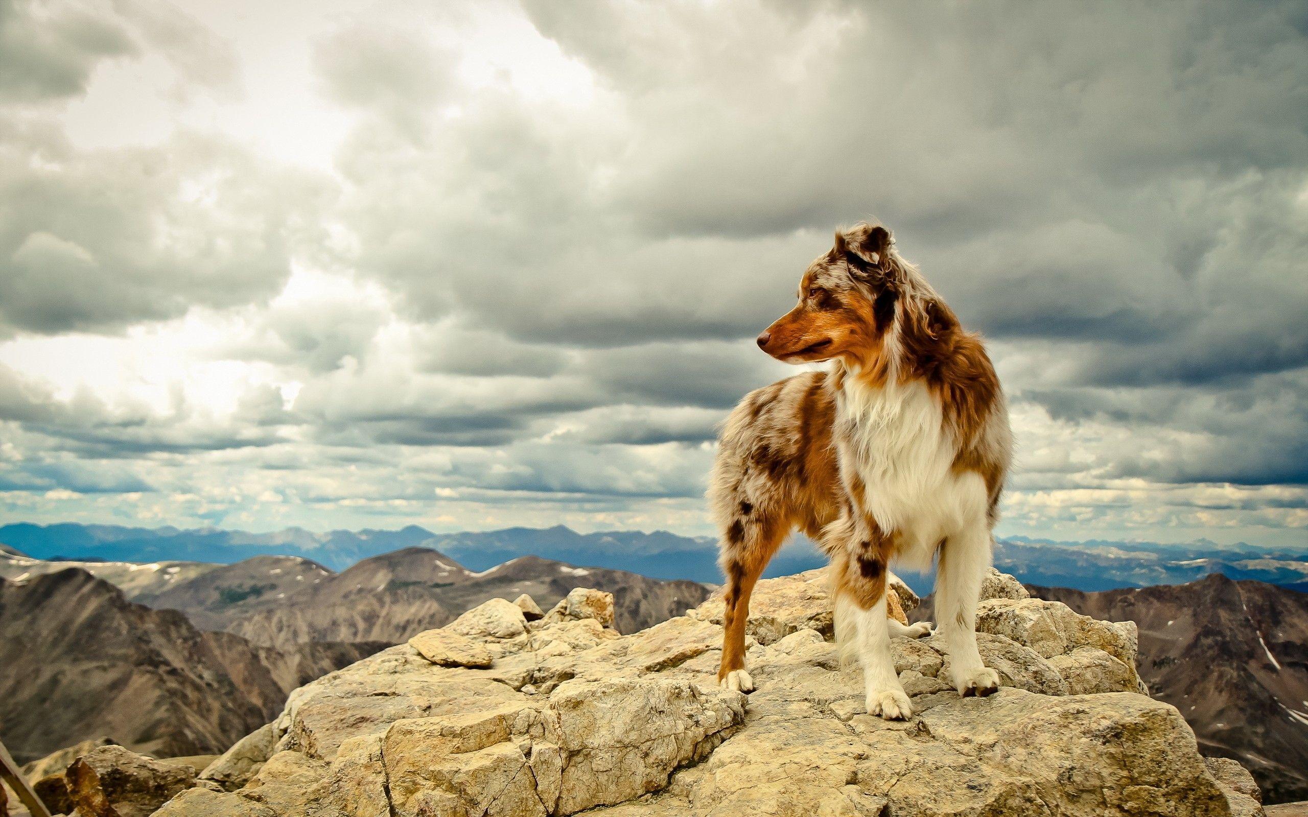 2560x1600 Daily Wallpaper: Australian Shepherd. I Like To Waste My