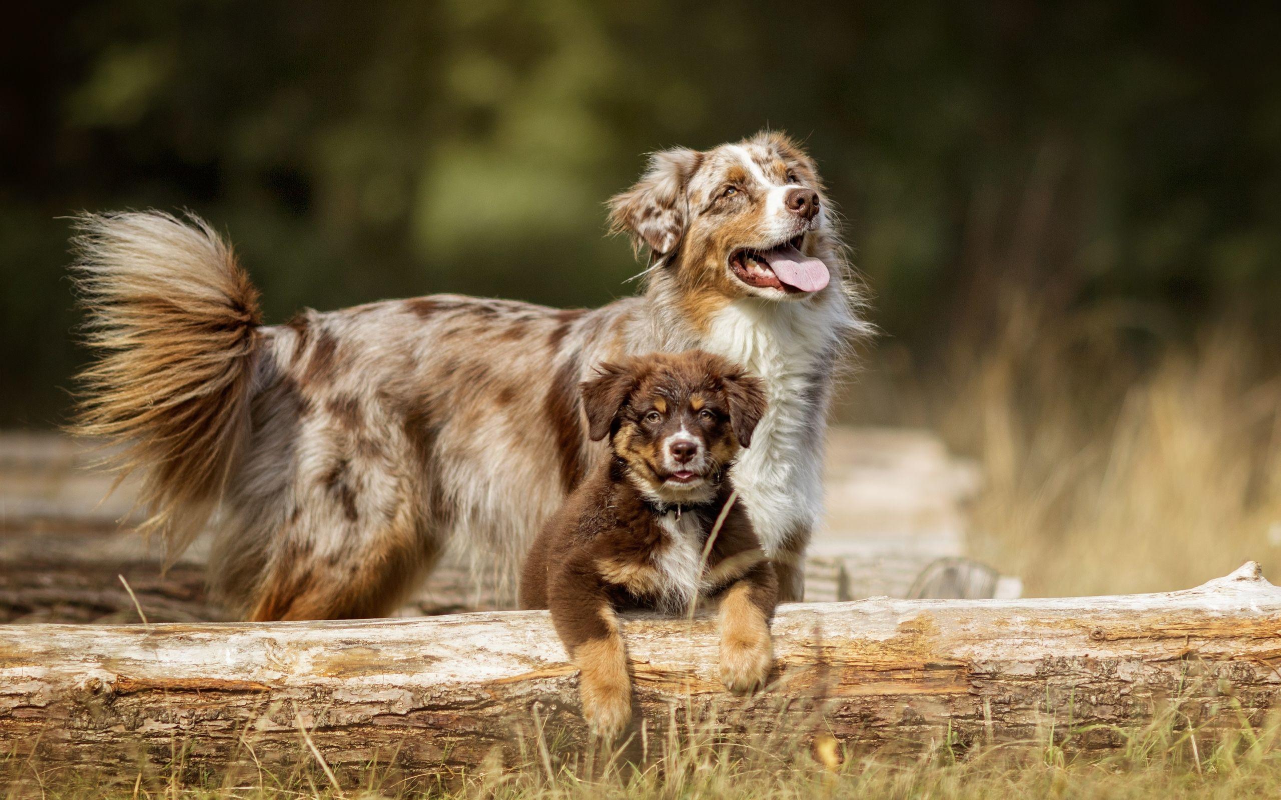 2560x1600 Wallpaper of Animal, Dog, Australian Shepherd, Puppy