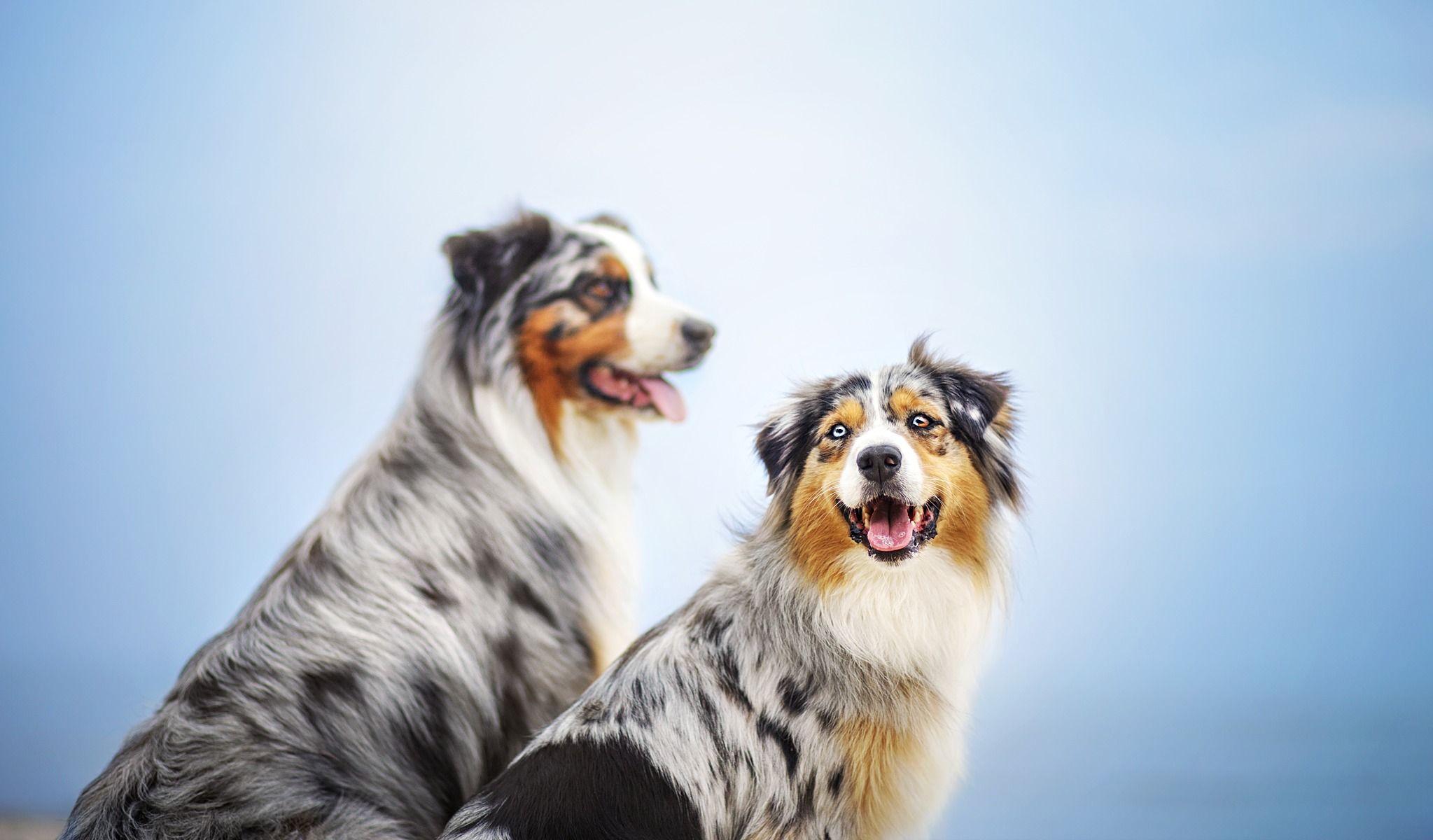 2047x1200 Desktop Wallpaper Australian Shepherd dog Two animal
