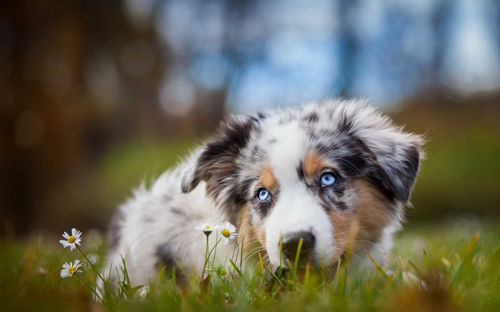1920x1200 Australian Shepherd Dog Wallpaper High Quality