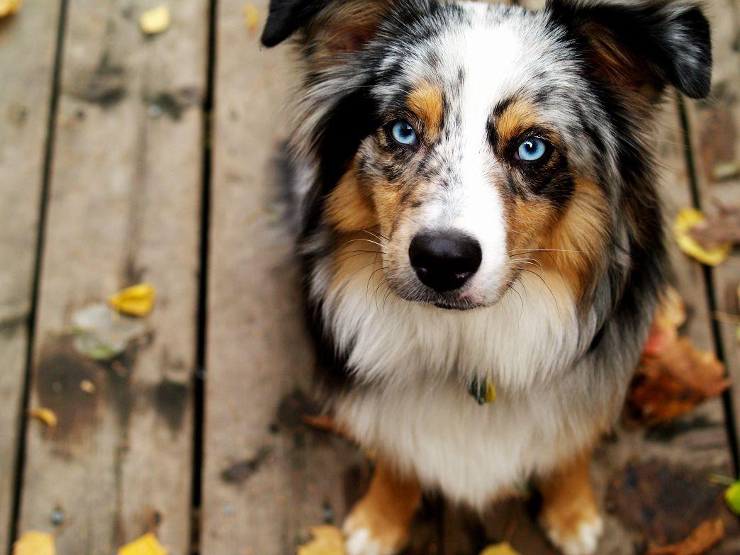 1044x783 Australian Shepherd Wallpaper 18 X 783