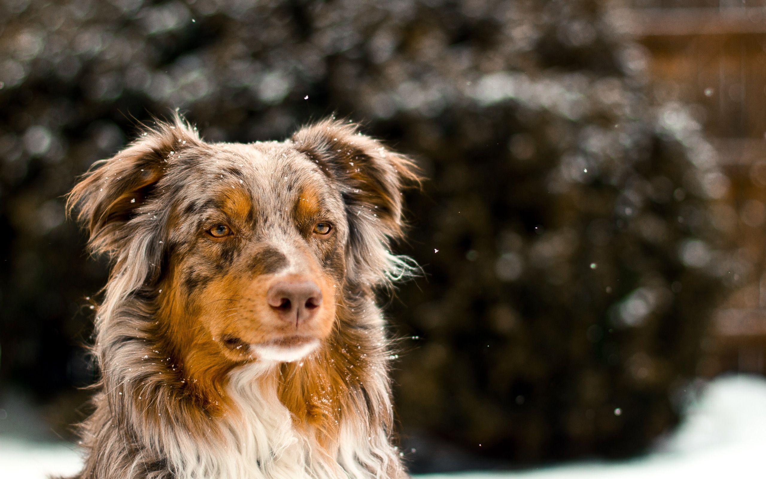 2560x1600 Australian Shepherd Wallpaper HD