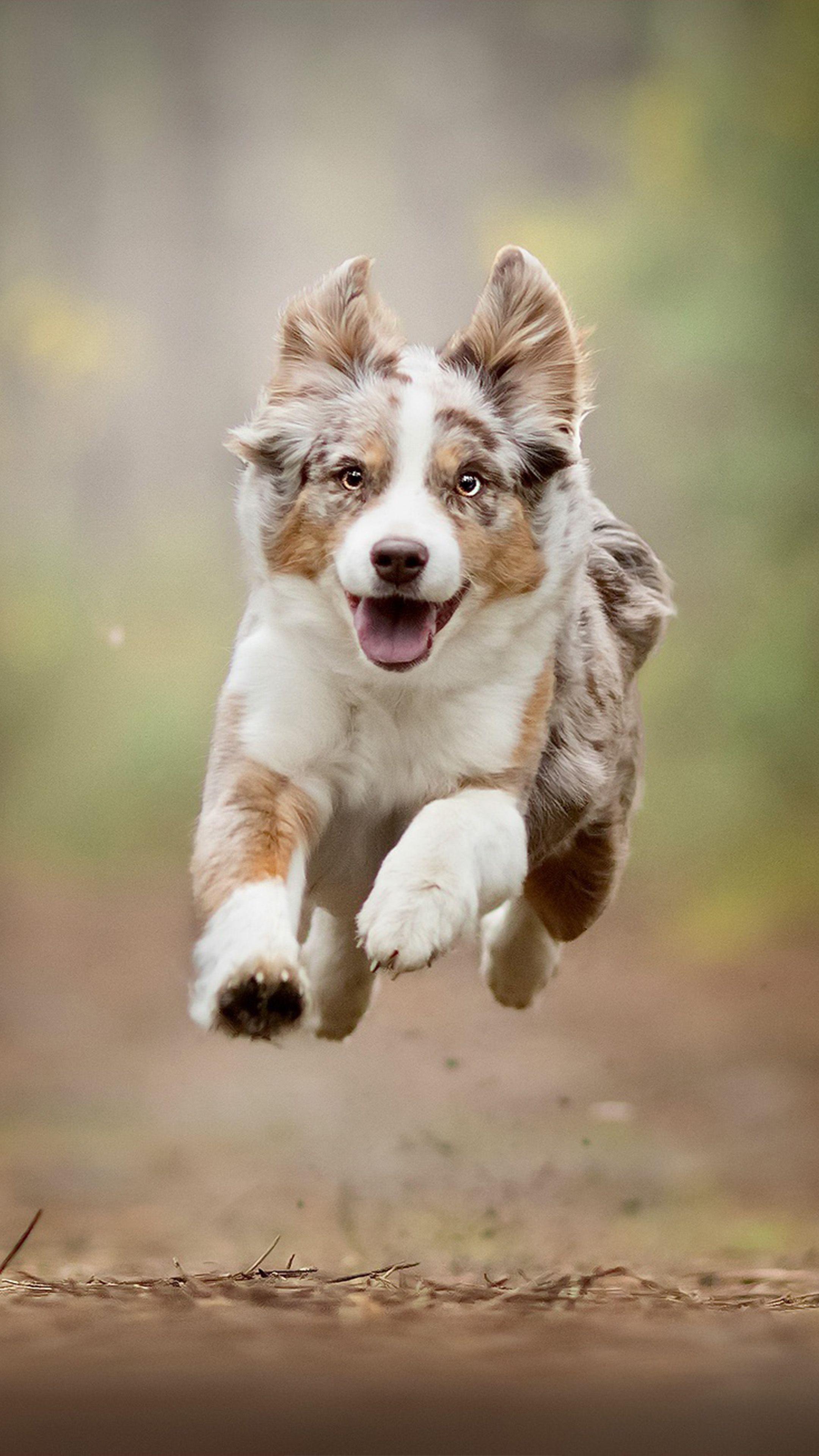 Wallpaper ID 345796  Animal Australian Shepherd Phone Wallpaper Cute  Baby Animal Puppy Dog Bokeh 1125x2436 free download