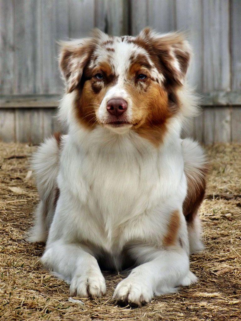 768x1024 Dogs Wallpaper Australian Shepherd Red Merle
