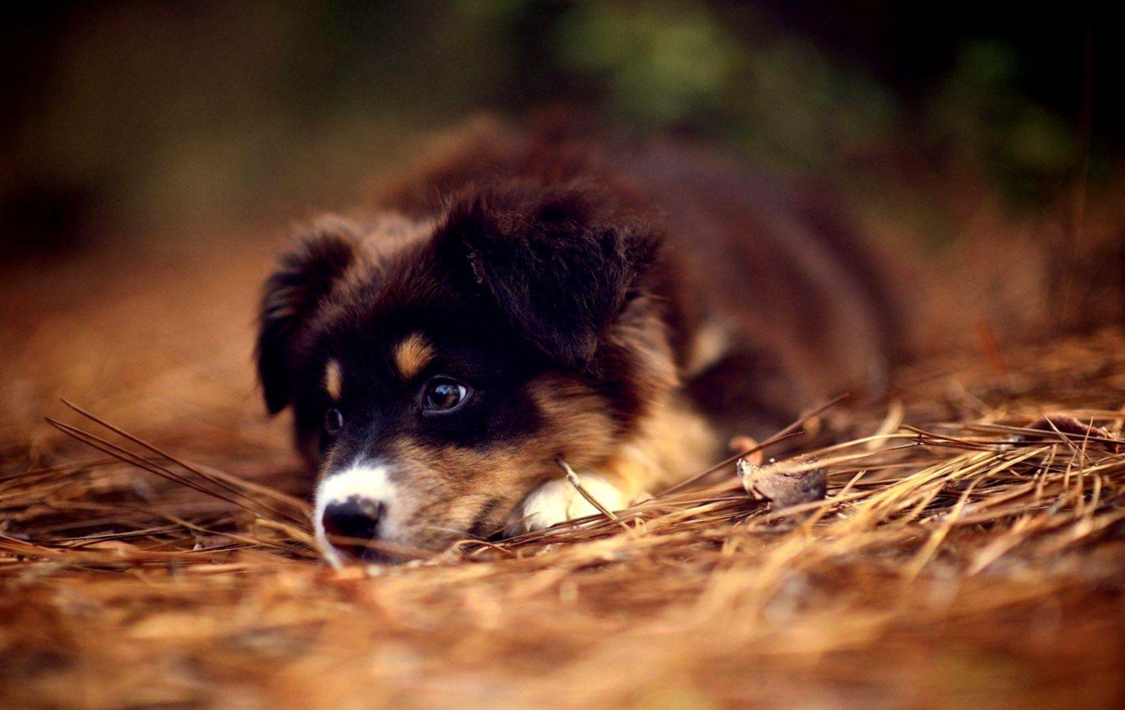 1579x997 Australian Shepherd Puppy HD Wallpaper