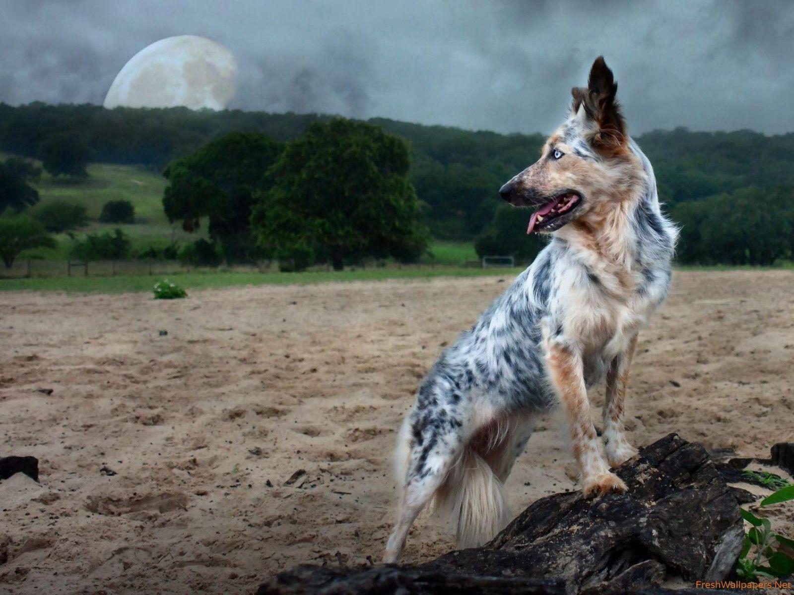 1600x1200 Cute Australian Shepherd wallpaper