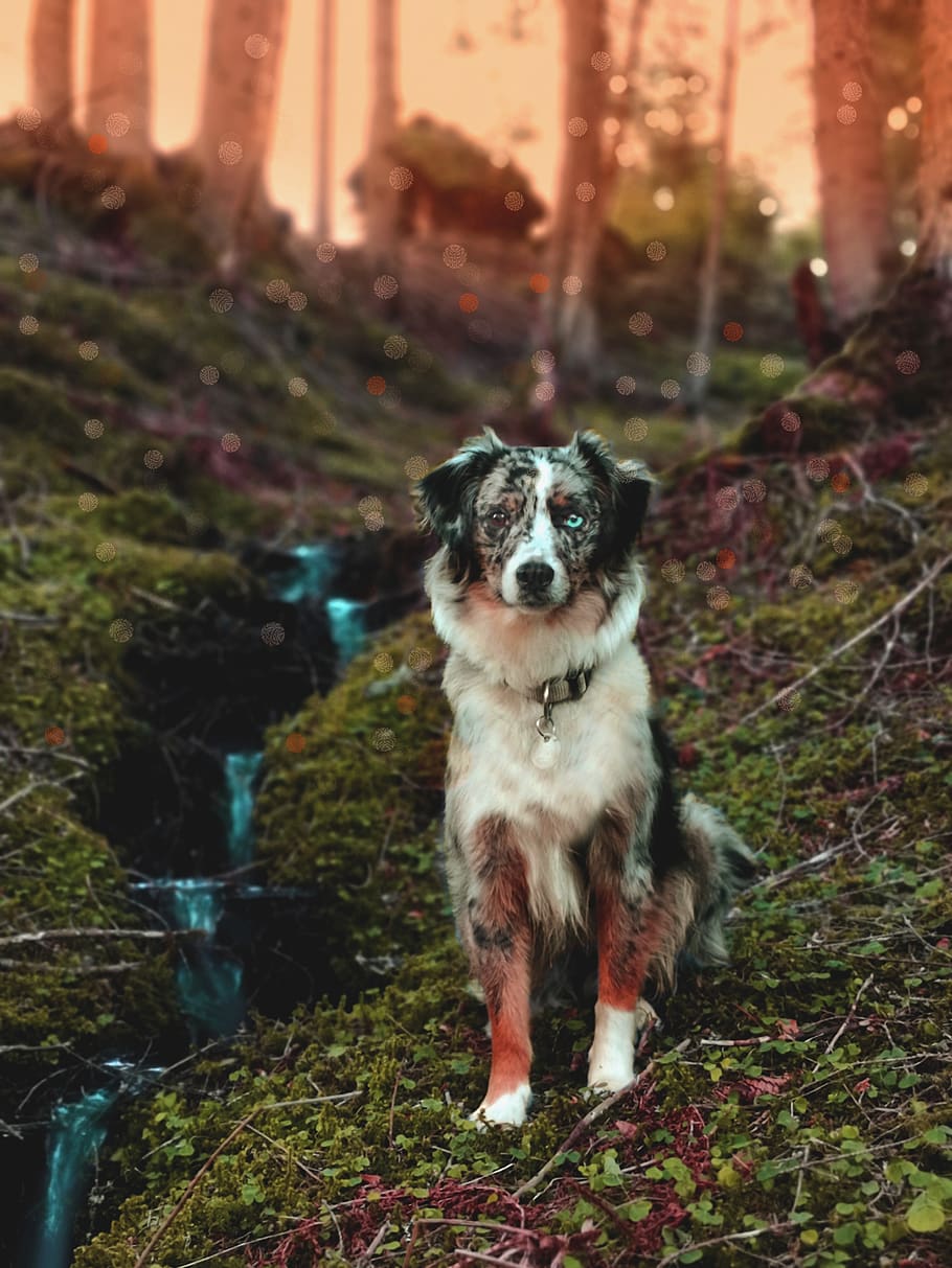 910x1213 HD wallpaper: dog, australian shepherd, blue merle, forest