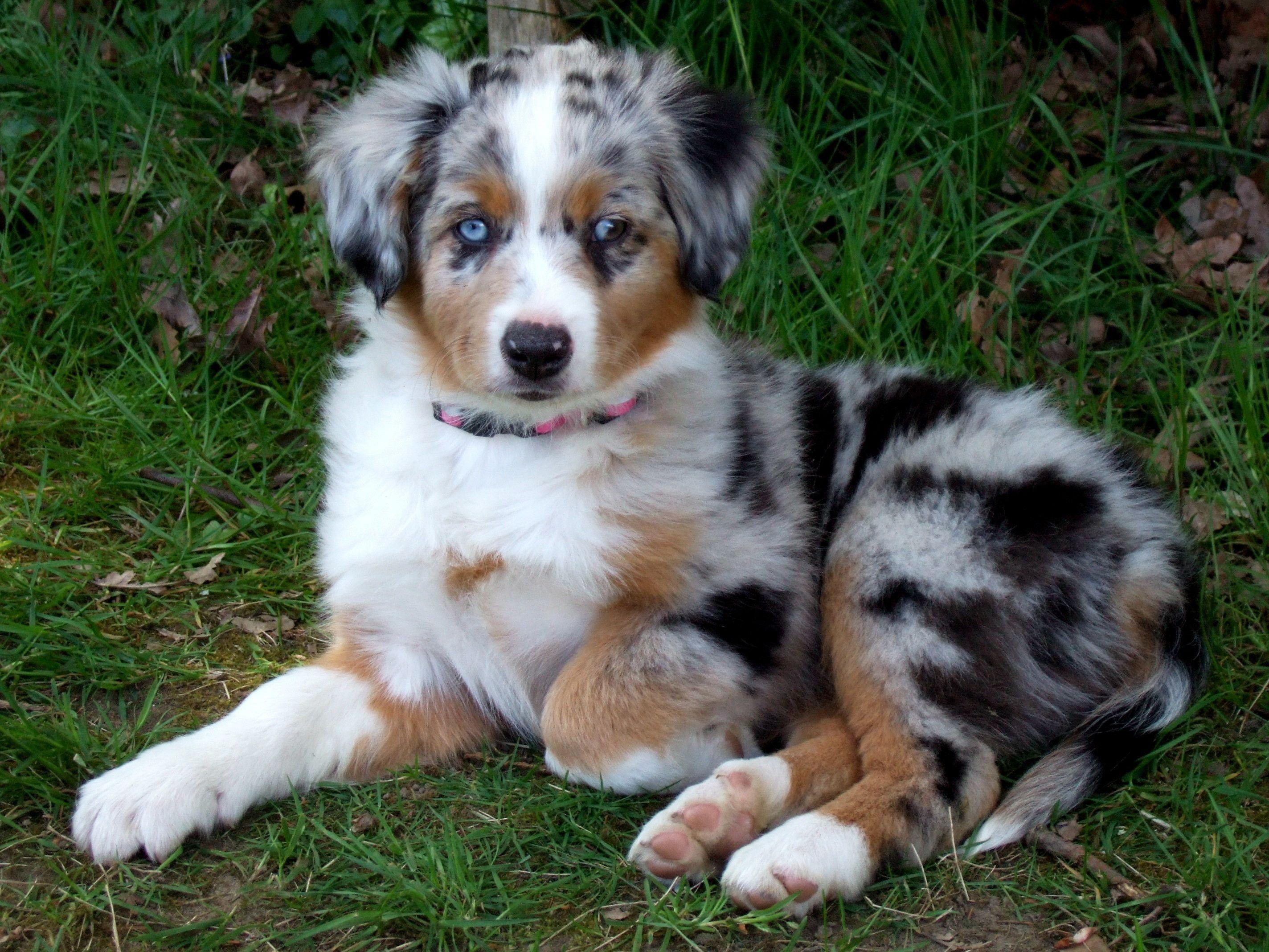 2848x2136 Australian Shepherd Wallpaper