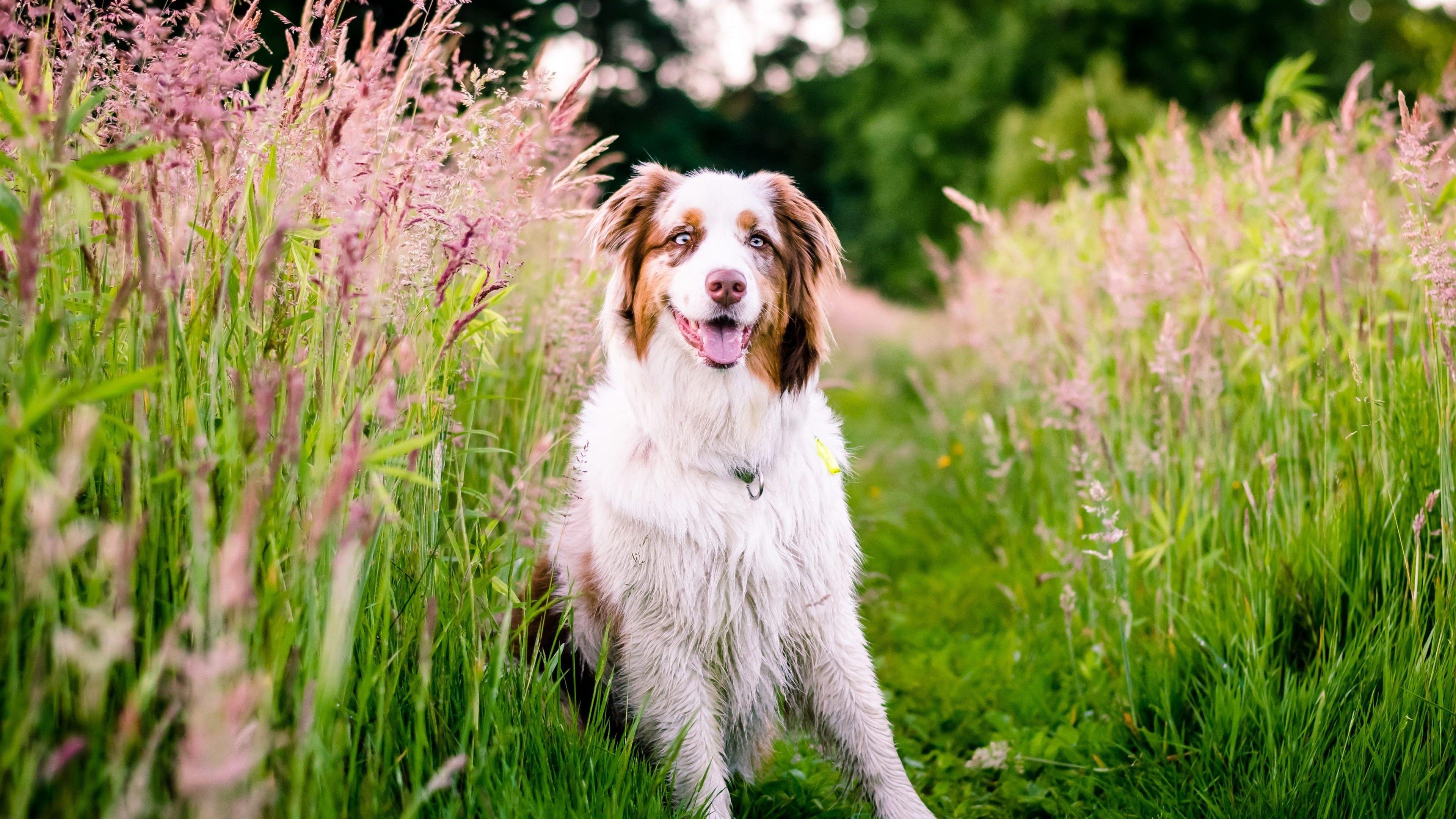 Australian Shepherd Wallpapers - Top Free Australian Shepherd ...