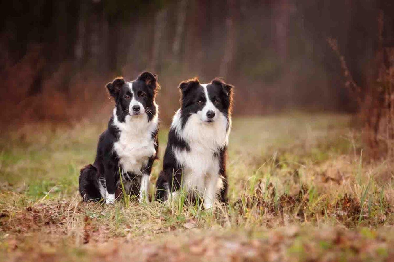 1355x900 Border Collie Wallpaper 6 X 900