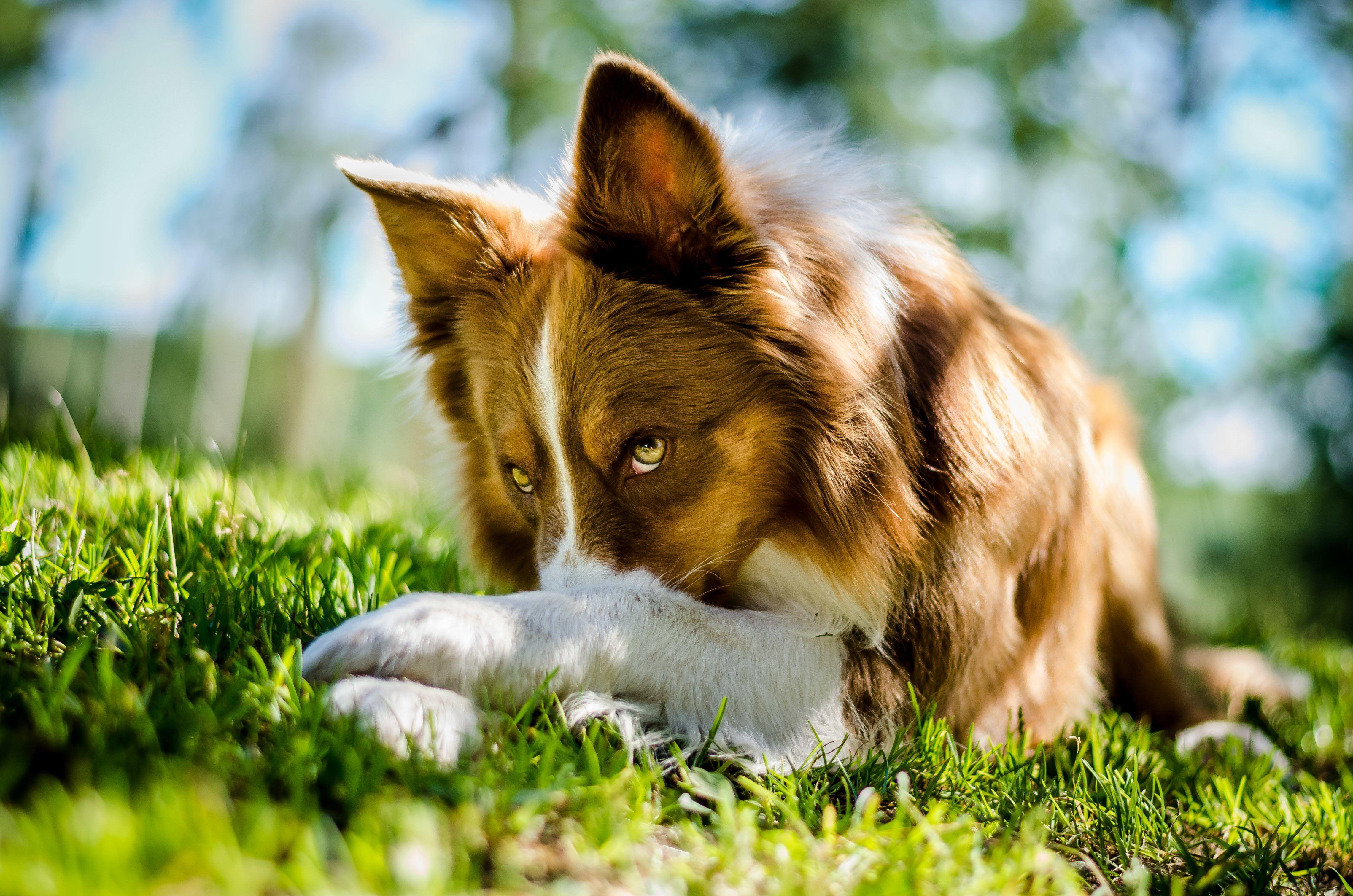4561x3021 border, Collie Wallpaper HD / Desktop and Mobile Background
