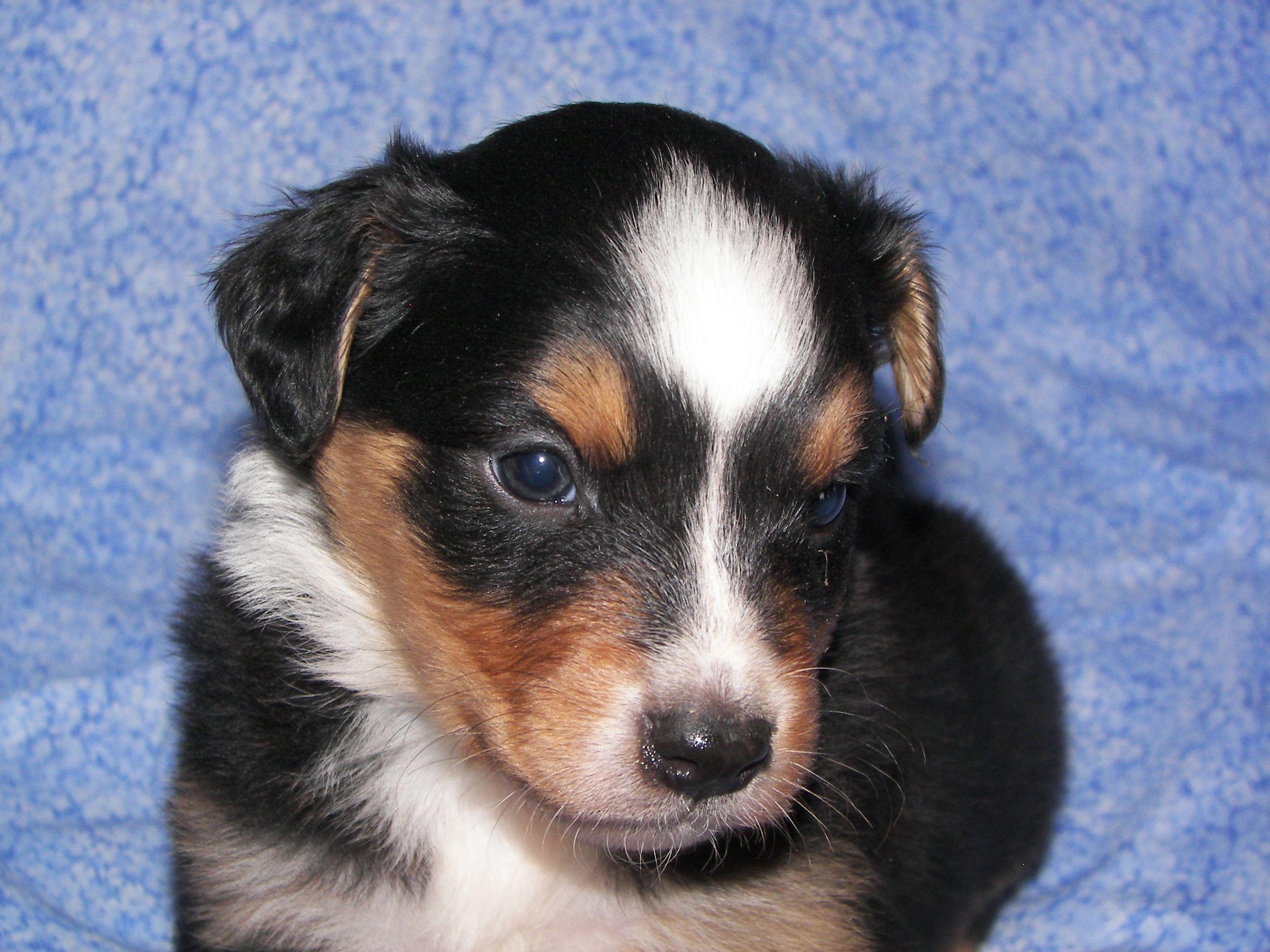 2592x1944 Sad English Shepherd puppy photo and wallpaper. Beautiful