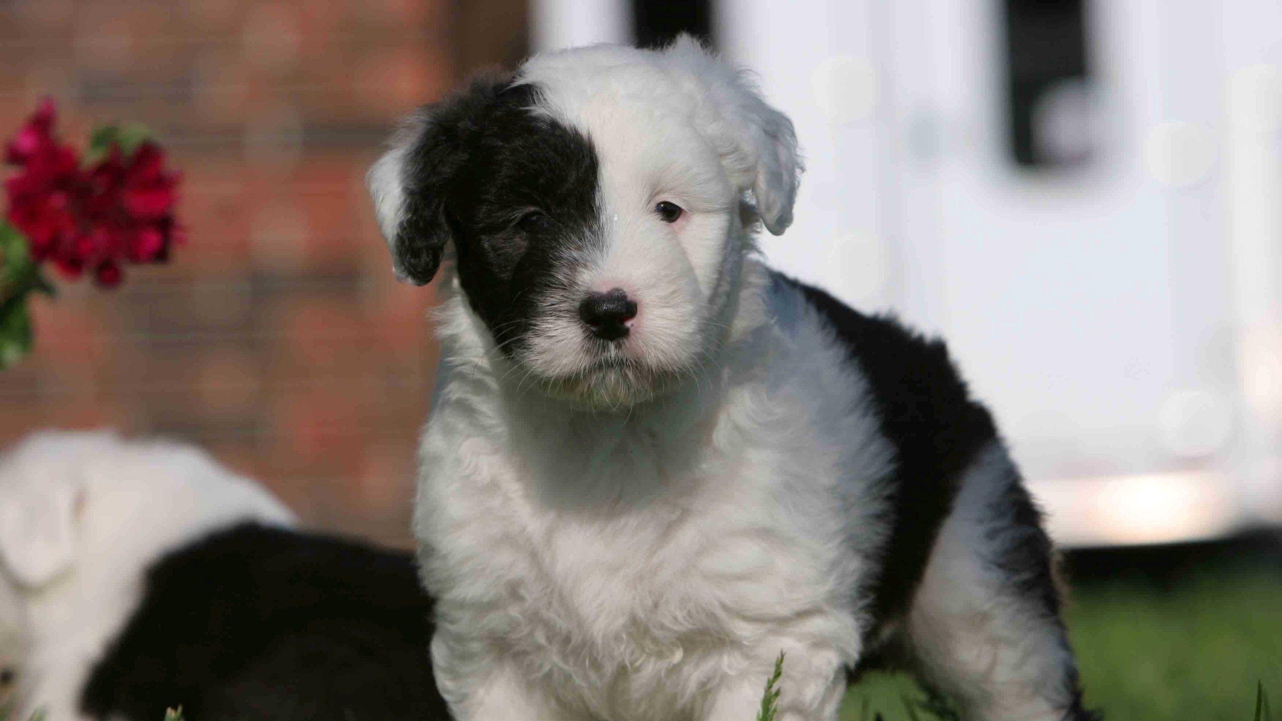 2560x1440 Download wallpaper 2560x1440 english shepherd, puppy